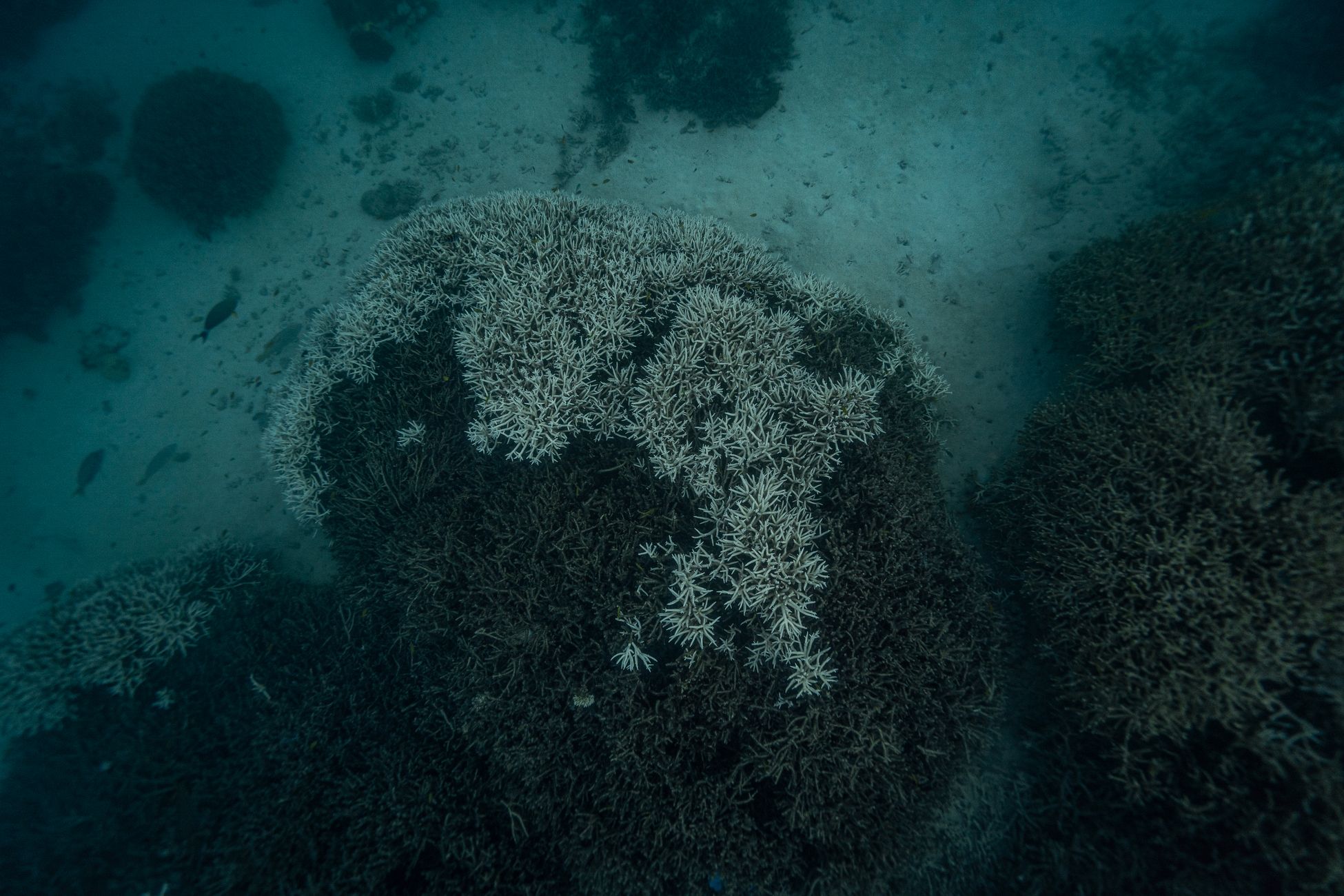 Underwater view of bleached coral reefs in Byron Bay, showcasing oceanic life and environmental impact.