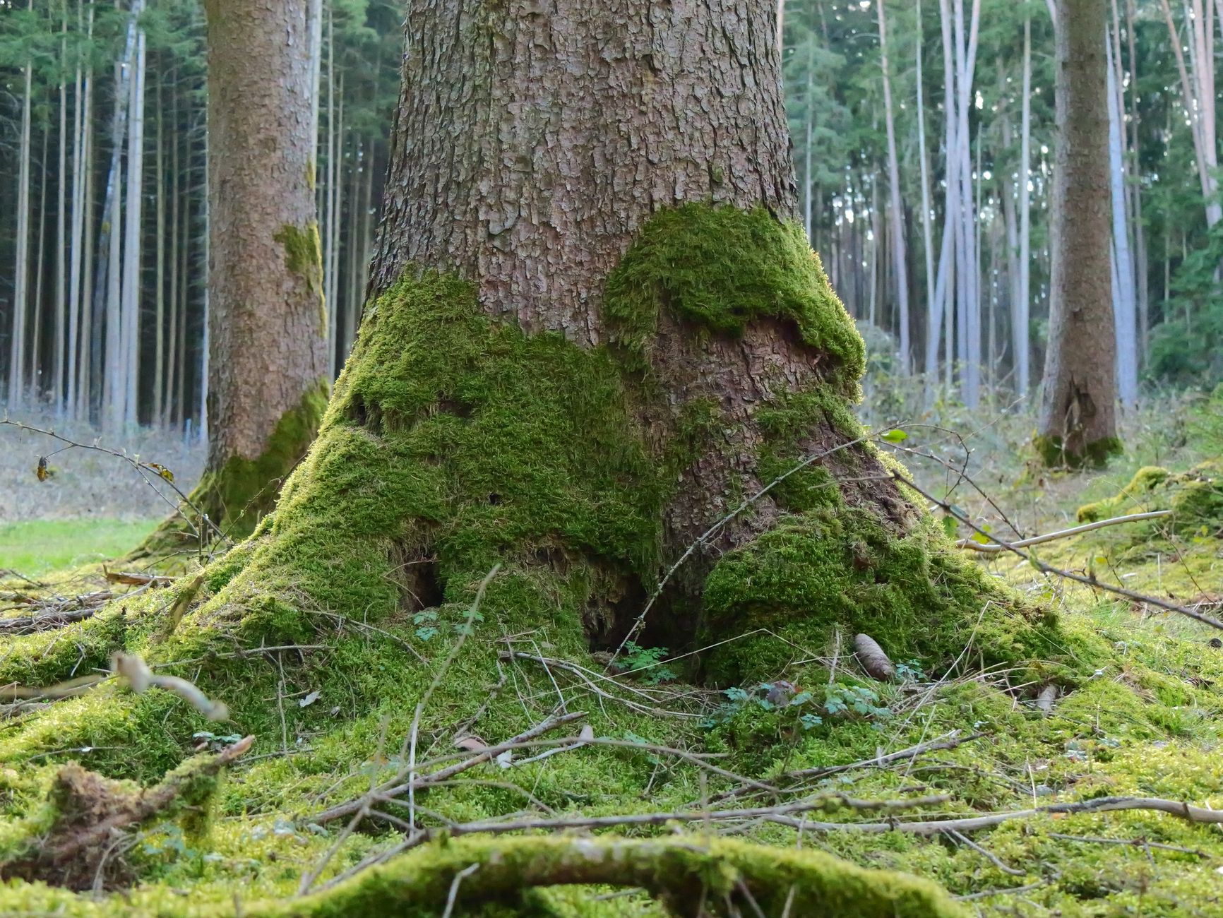 Close-up of a moss-covered tree trunk surrounded by a dense, lush forest.