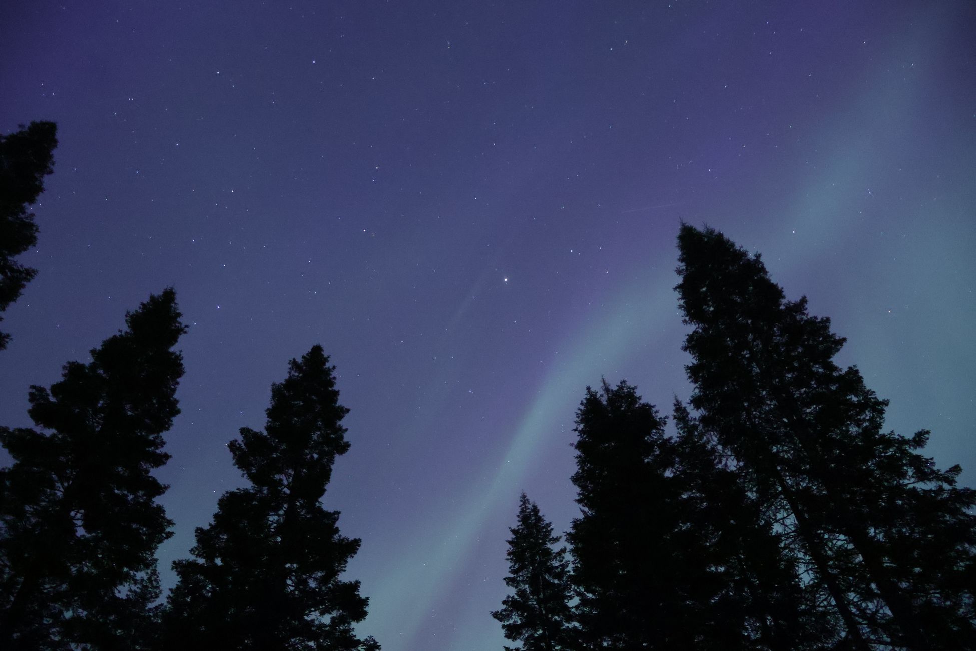 A breathtaking view of the aurora borealis above pine trees in Chewelah, WA.