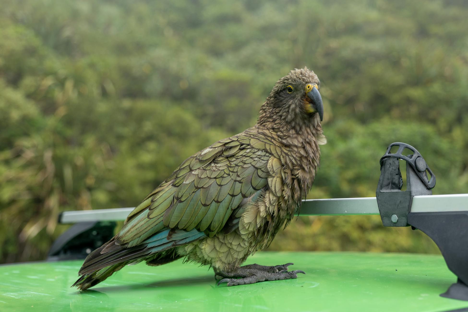 A kea parrot perched on a green car roof rack in New Zealand's wilderness.