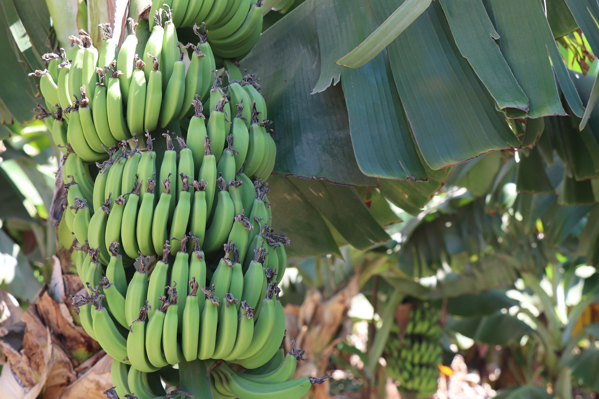 Close-up of a vibrant green banana bunch on a tropical plant in natural sunlight.