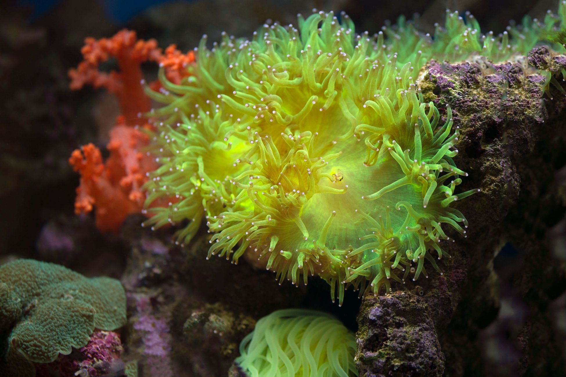 Colorful close-up of vibrant corals in an underwater setting.