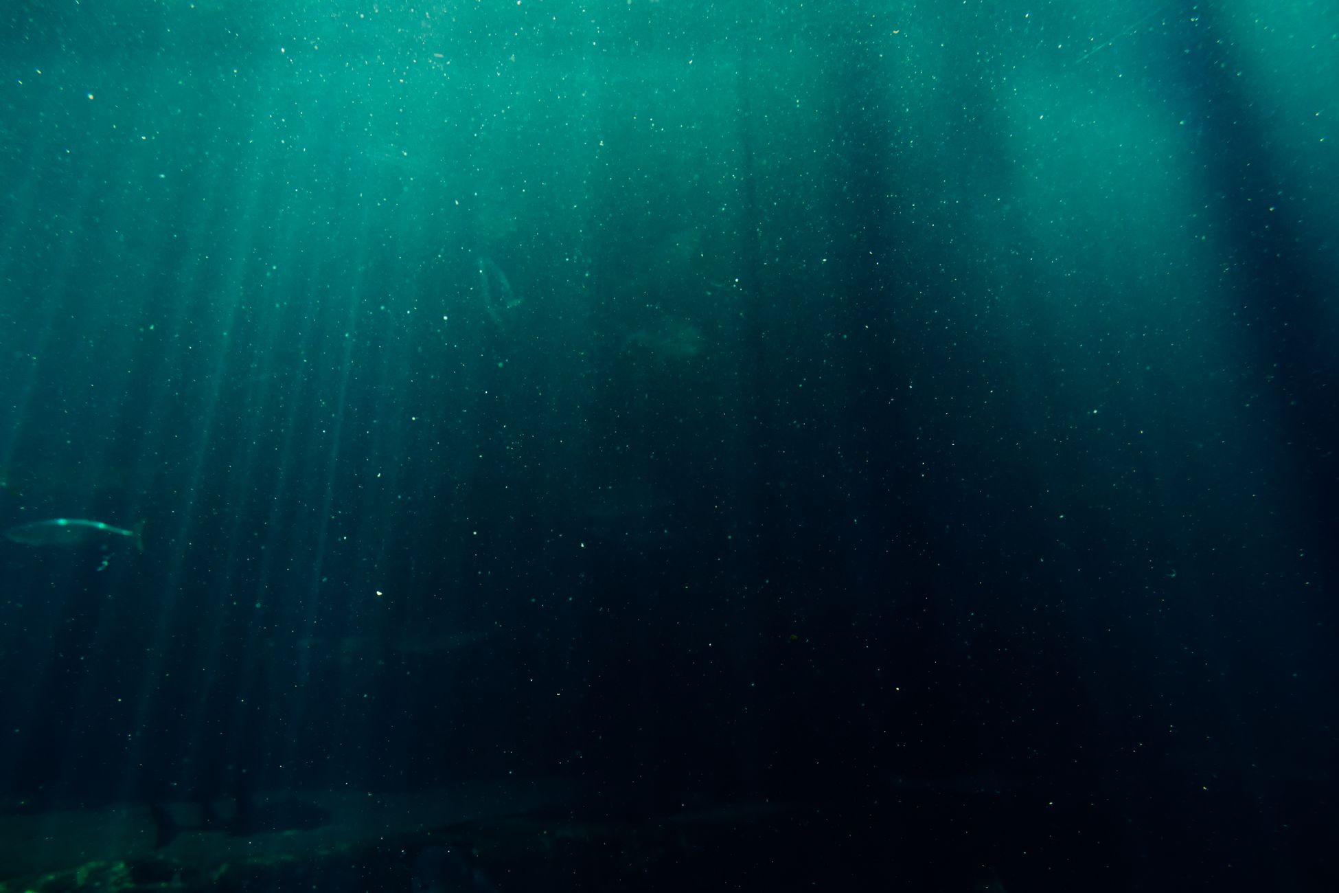 Explore the captivating underwater scene with mesmerizing sunlight rays penetrating the deep sea.