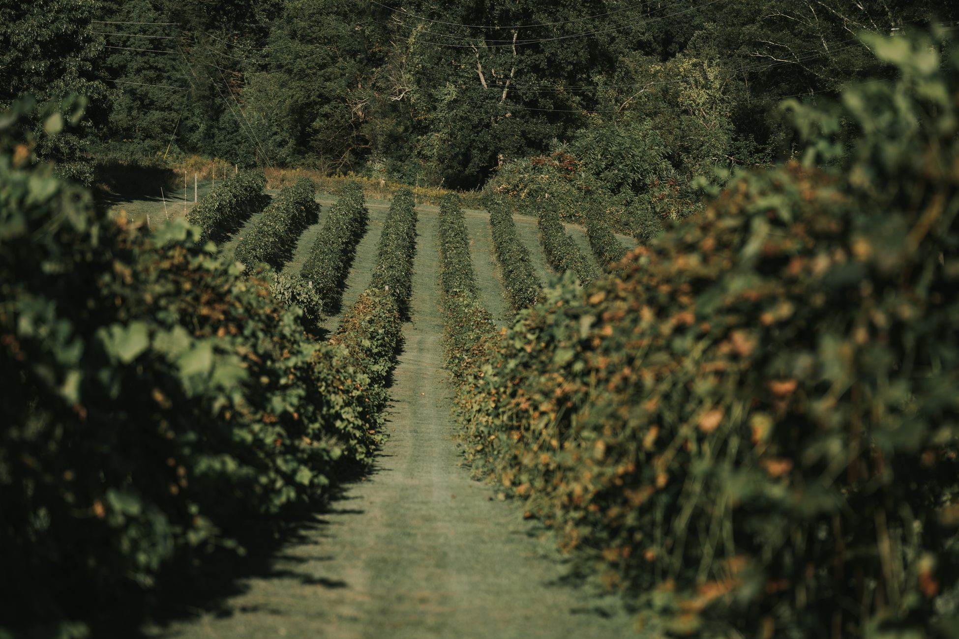 A serene view of vineyard rows under a canopy of green foliage, captured in late summer.
