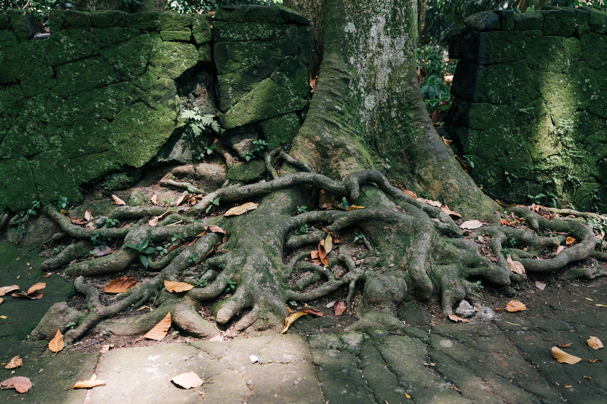 A rustic scene of tree roots merging with an old moss-covered wall in the forest.