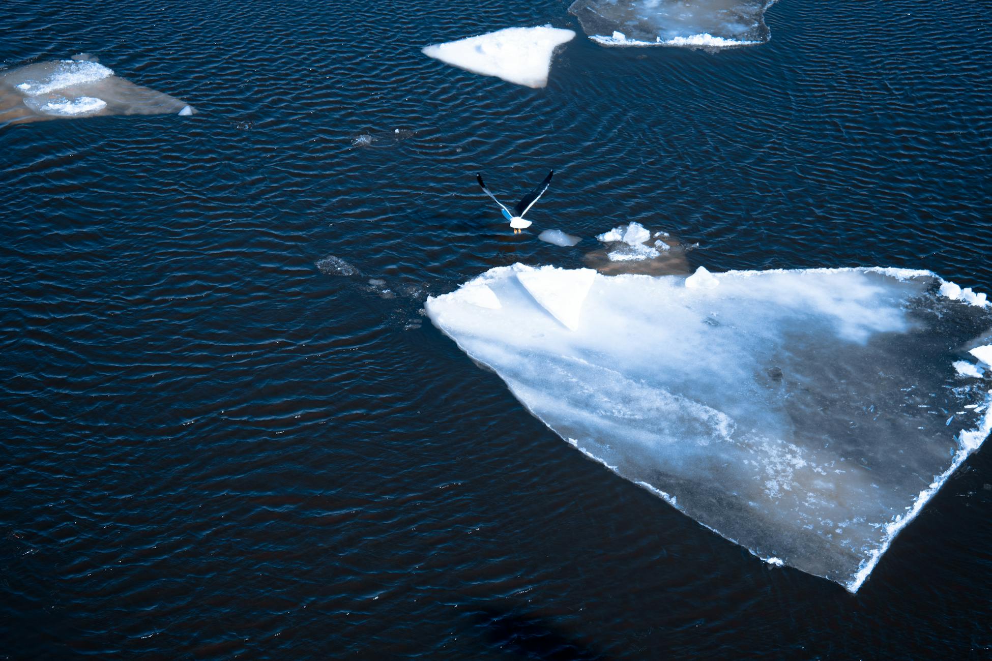 A seagull soars above floating icebergs in Saint Petersburg, Russia, offering a wintry seascape.