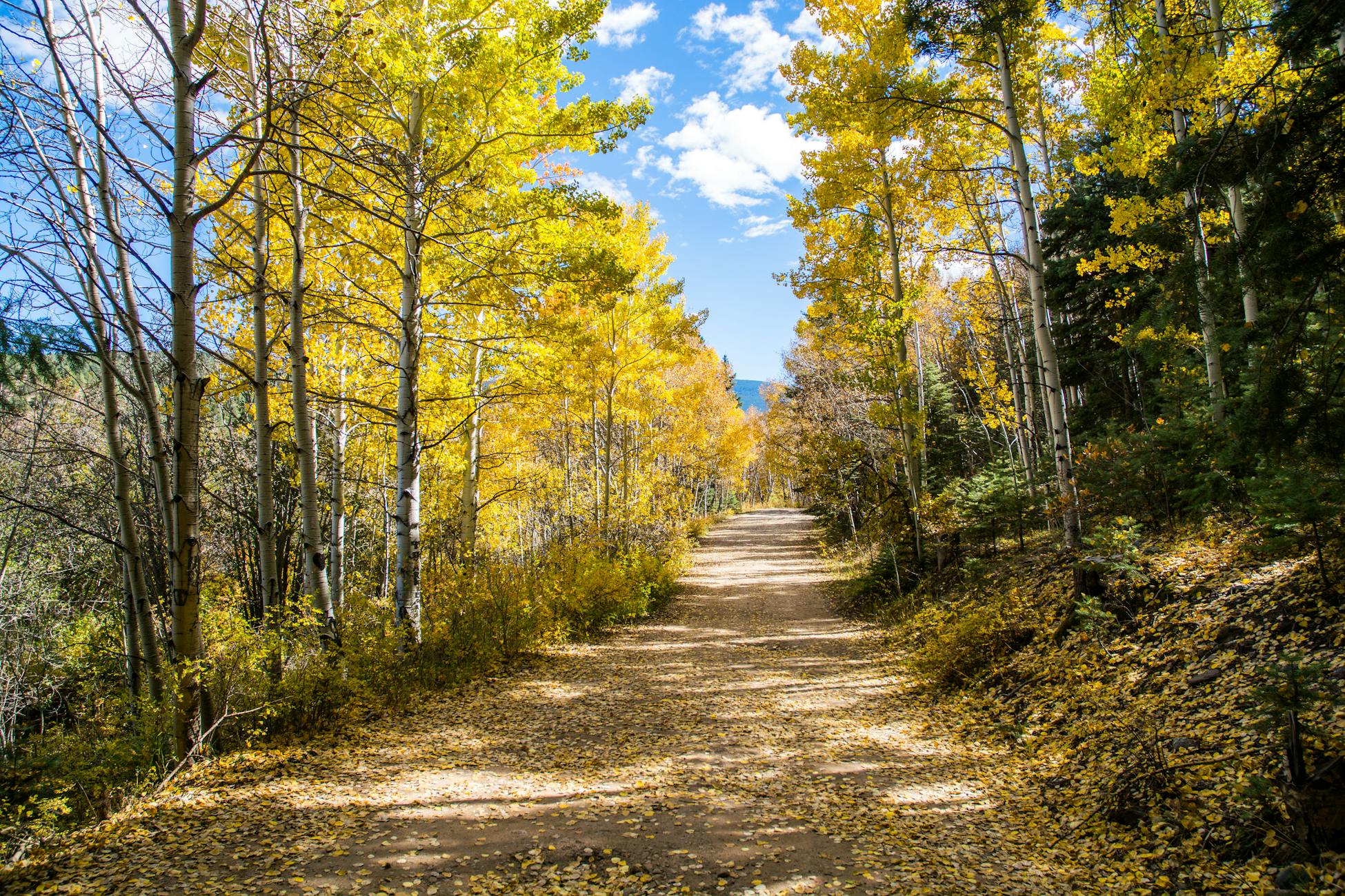 A peaceful forest pathway lined with vibrant yellow fall foliage under a clear blue sky.
