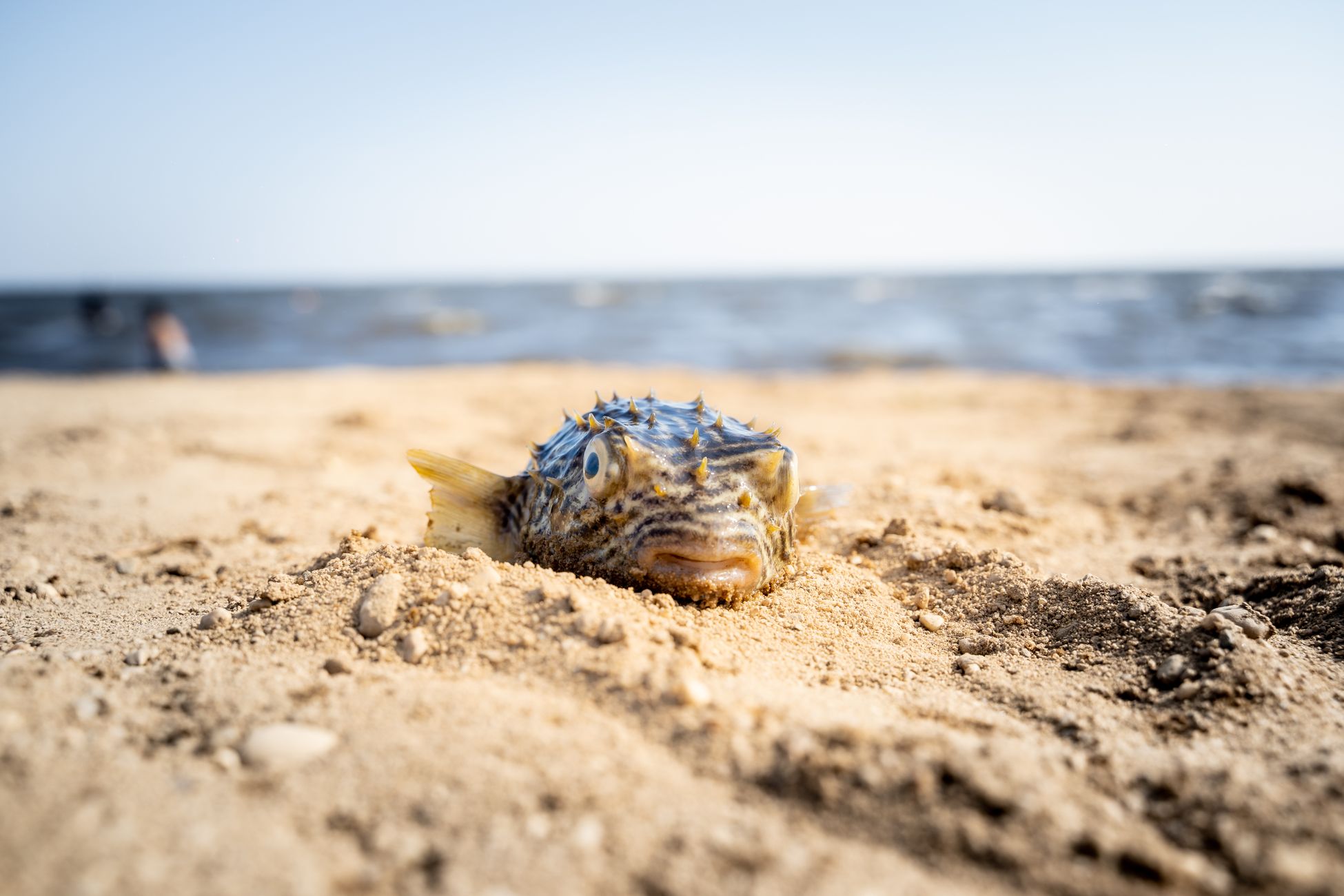 Close-up of a pufferfish resting on sandy beach with ocean in the background.