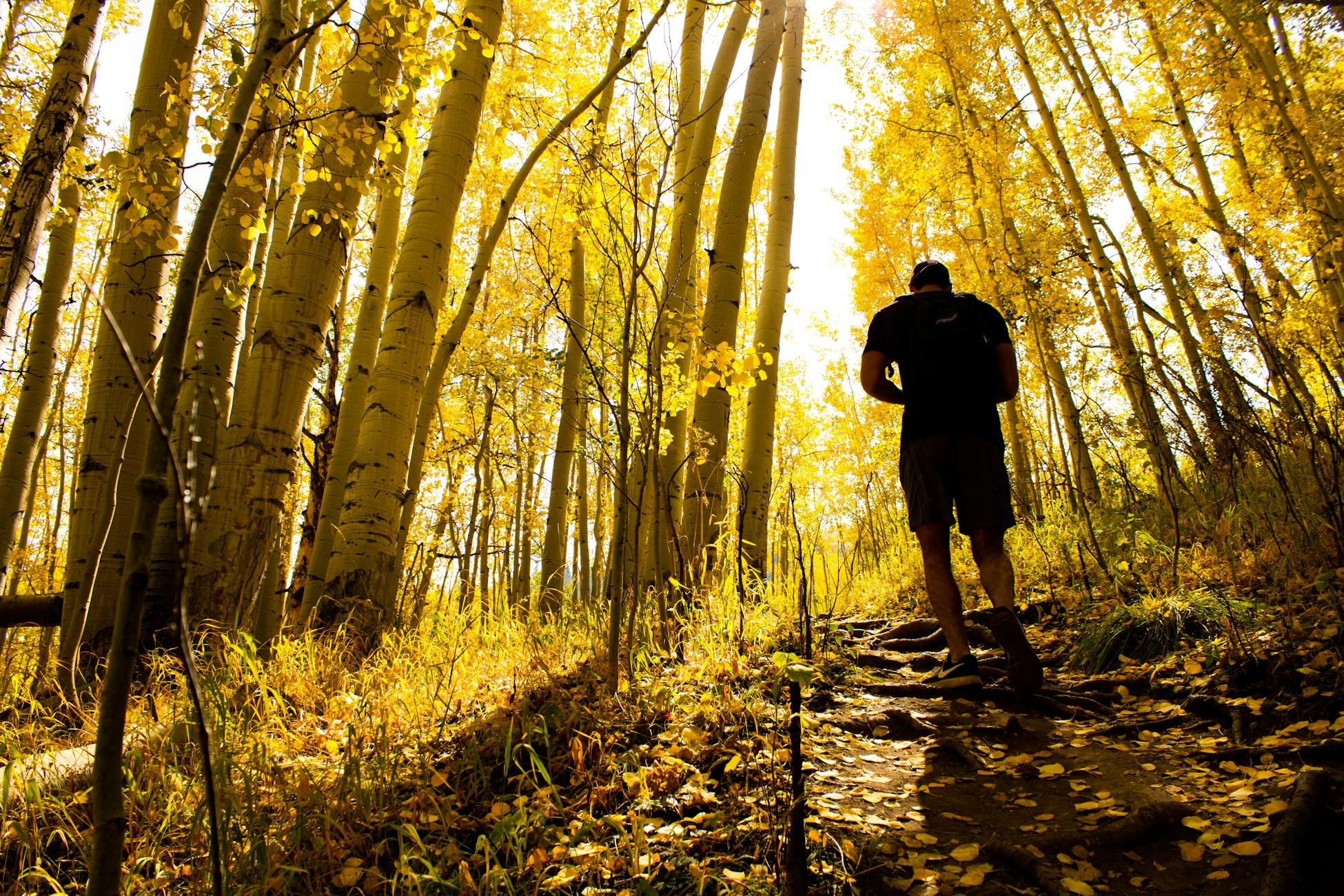 A hiker explores a vibrant autumn forest with golden aspen trees in Vail, Colorado.