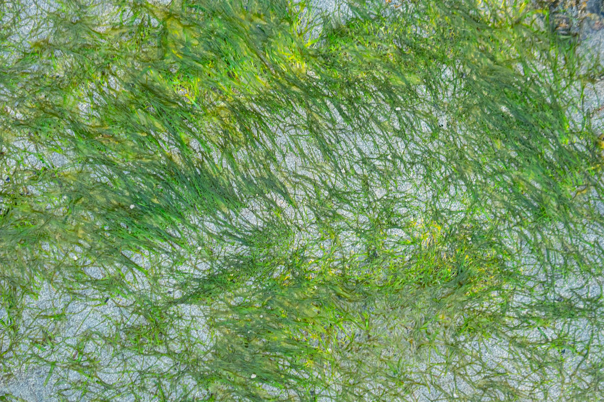 A close-up of lush green seaweed swaying in clear underwater currents.