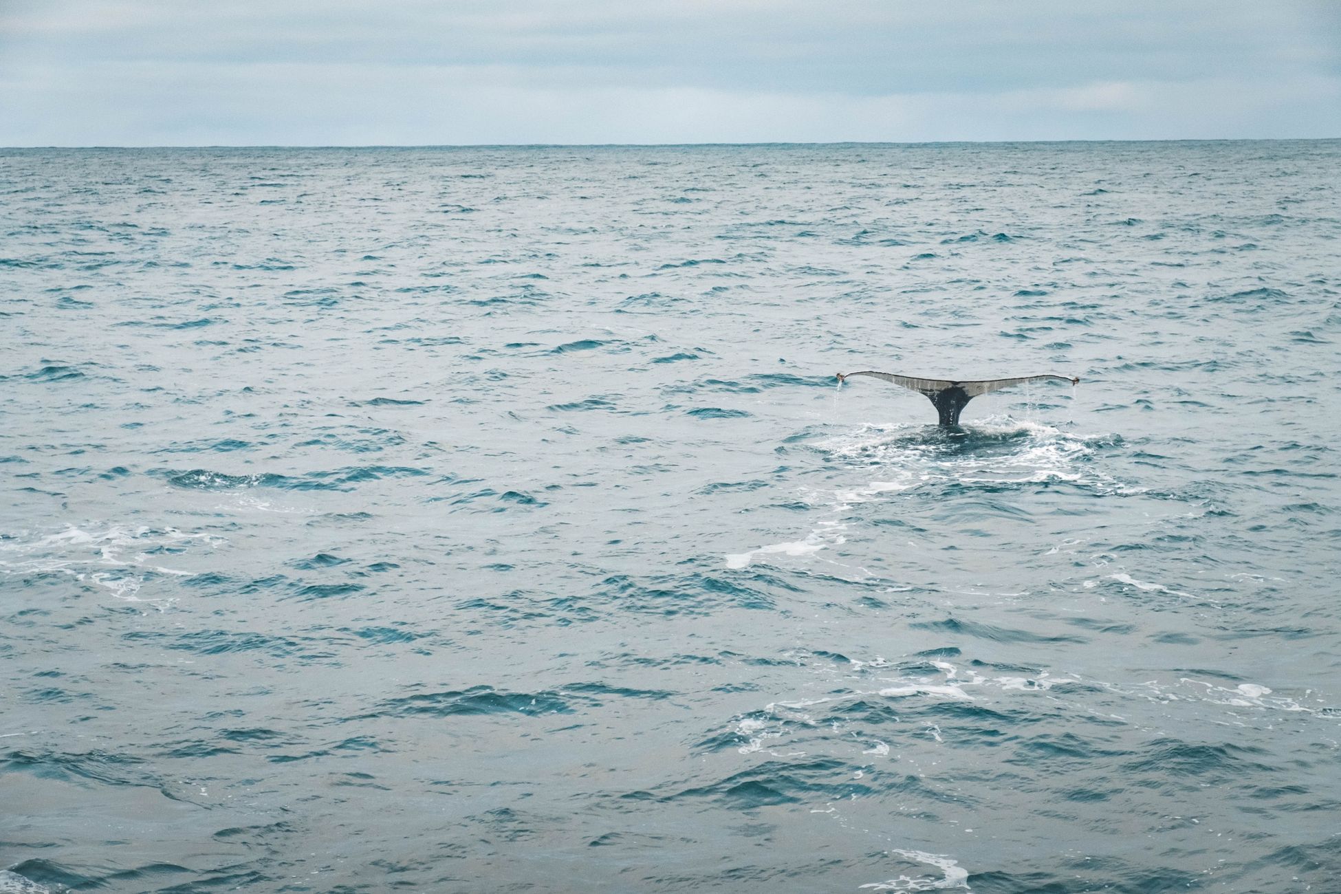 A breathtaking shot of a whale's tail breaking the ocean surface near Iceland, capturing nature's elegance.