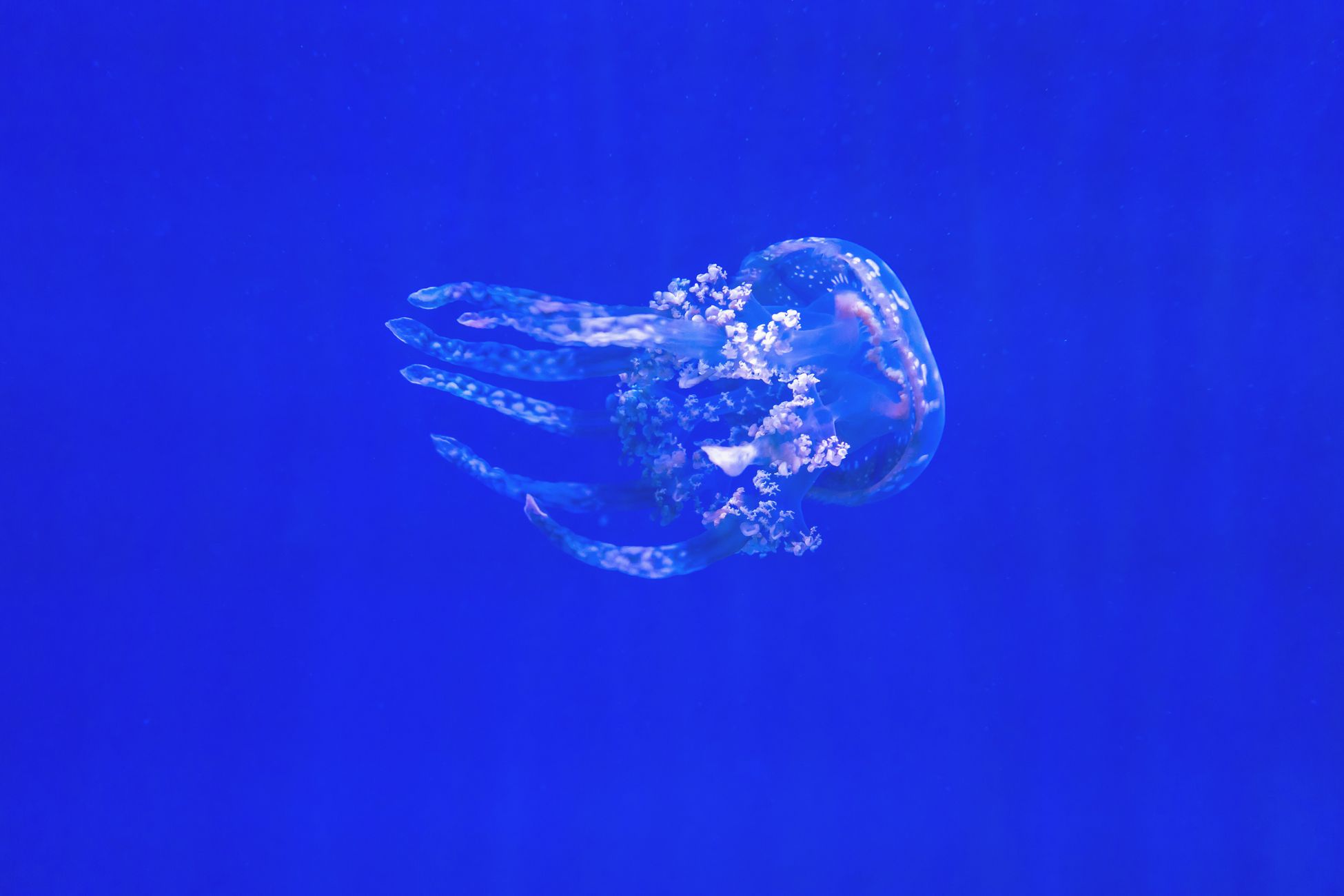 A stunning jellyfish floating gracefully in a bright blue ocean scene.