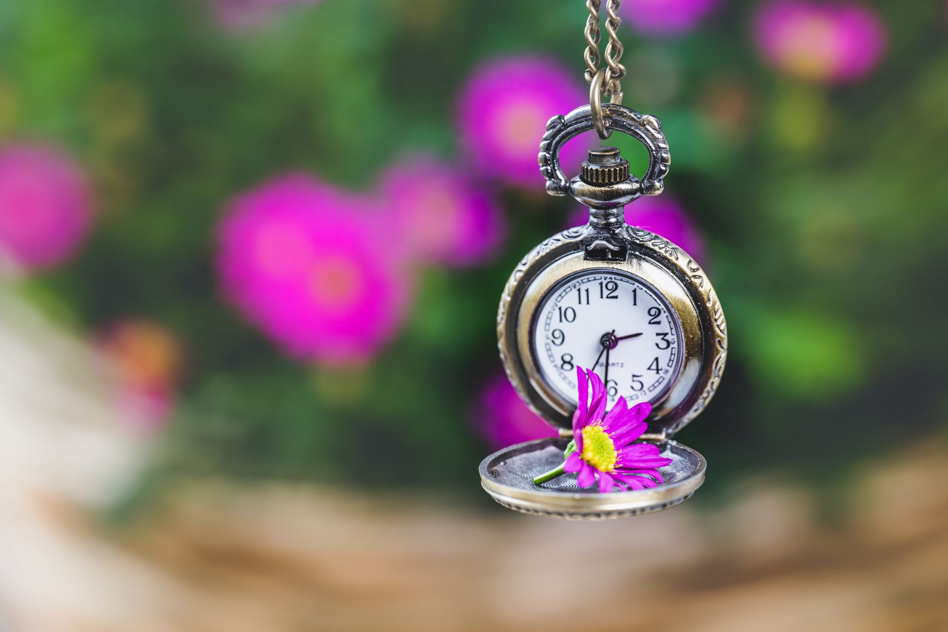 A vintage pocket watch suspended with a vivid purple flower in focus.