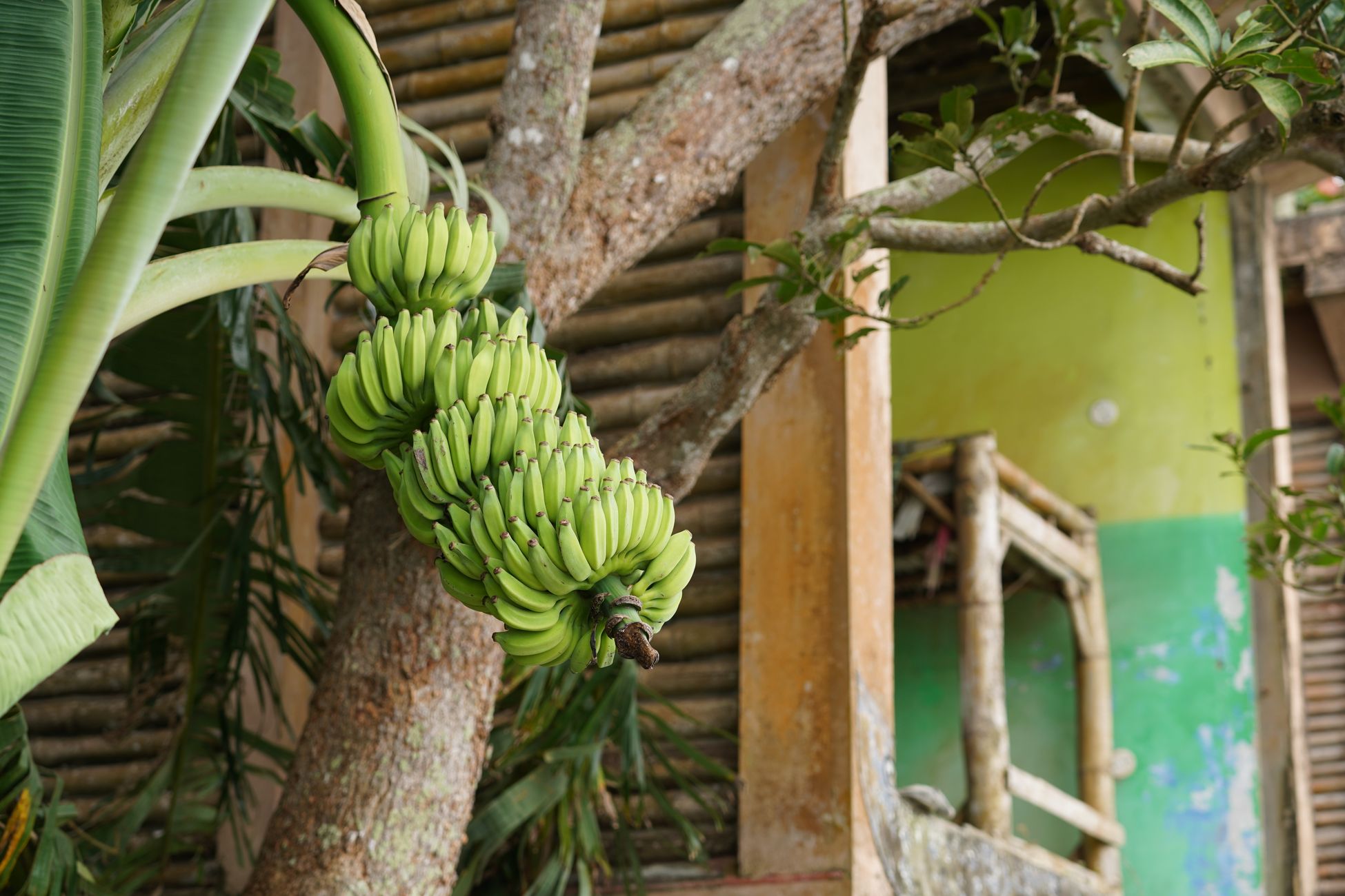 Unripe green bananas growing on a tree in Alappuzha, Kerala, India.