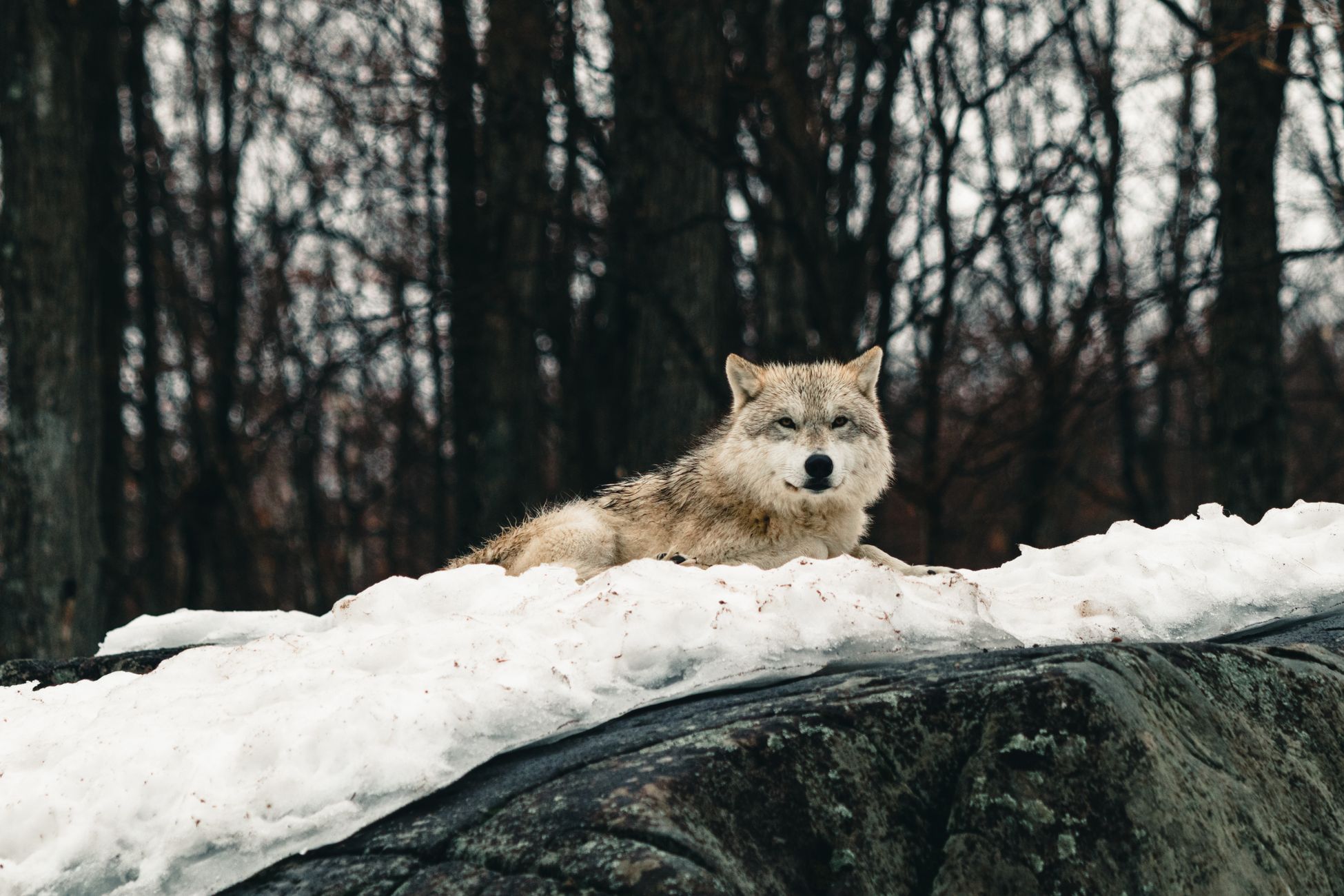 A grey wolf lounges on snow-covered ground amidst a tranquil winter forest in Canada.