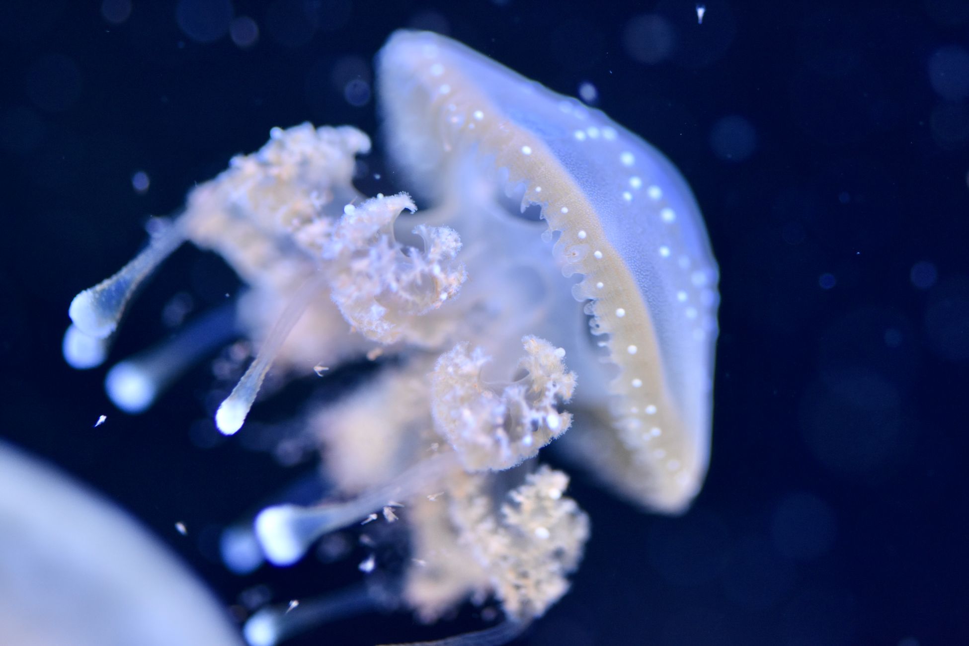 A species of jellyfish called Turritopsis dohrnii can revert its adult cells back to a juvenile polyp stage when injured or starved, effectively rebooting its life cycle, and biologists have watched it perform this reversal indefinitely under laboratory conditions