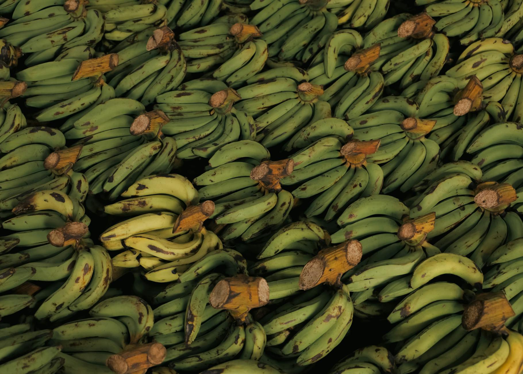 Bananas sold in supermarkets are nearly all the Cavendish cultivar, genetic clones of a single plant, which is why a fungal disease called Tropical Race 4 spreading through plantations in Asia, Africa, and Latin America could gradually erase the commercial banana just as Race 1 did its predecessor.