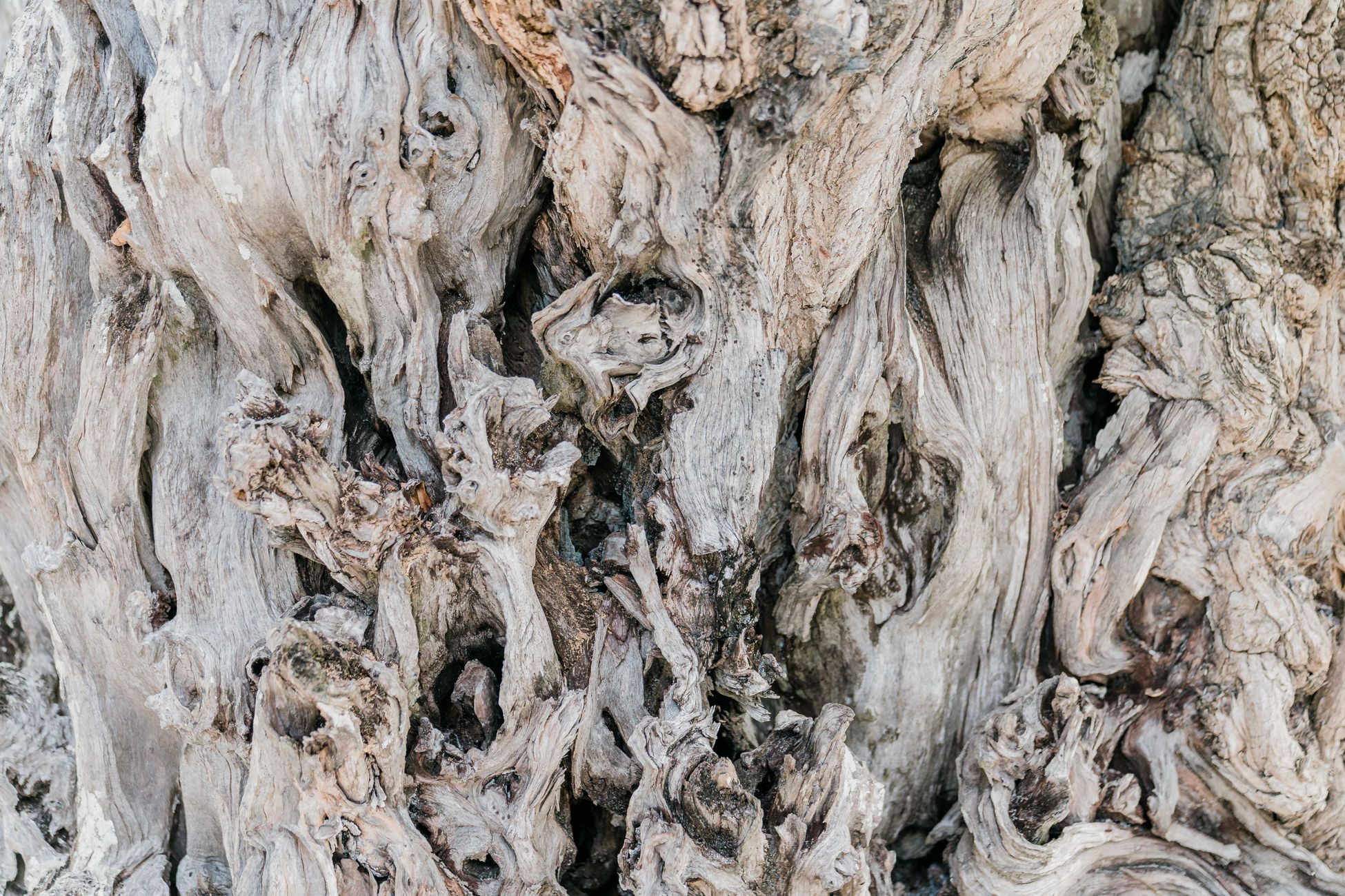 By 2025, a 4,800-year-old bristlecone pine named Methuselah in California's White Mountains remained the oldest known non-clonal living tree, and the exact location of the gnarled, wind-stunted survivor is kept secret by the US Forest Service to protect it from vandals and souvenir hunters.