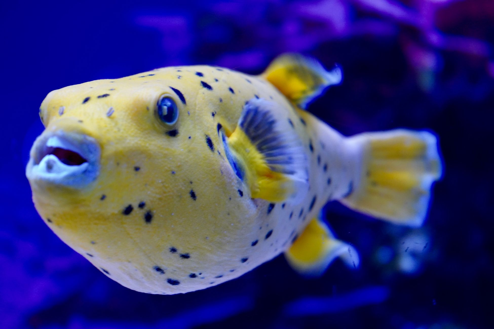 Off the coast of Japan lie perfectly geometric circles two metres wide pressed into the seabed, and divers who filmed them in 2011 learned they were courtship sculptures built grain by grain over a week by a pufferfish barely the size of a human hand.