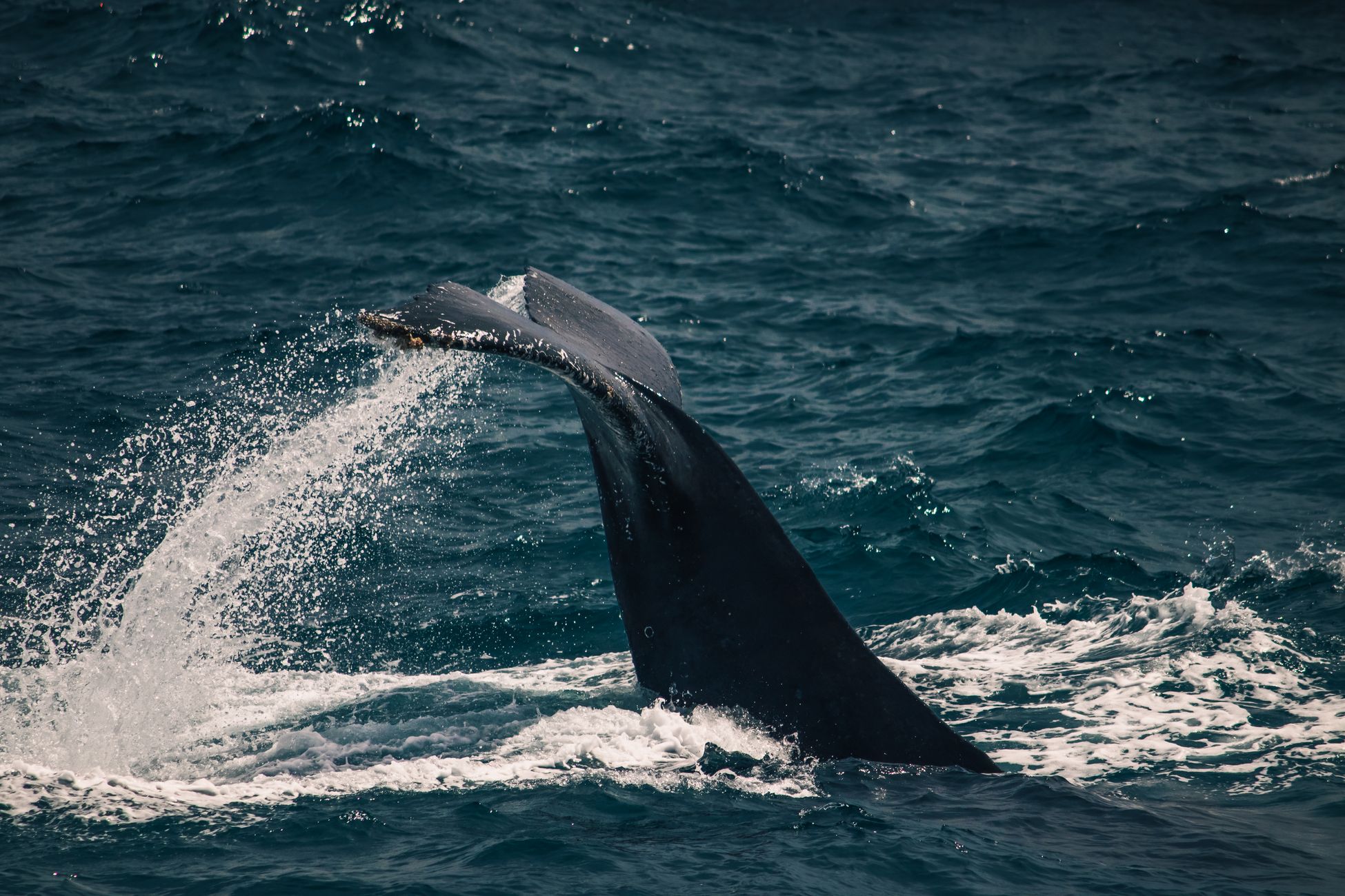 Sperm whales produce the loudest sound made by any animal, clicks measured at 230 decibels underwater, intense enough that researchers believe a close-range burst could theoretically stun or kill smaller prey and disorient divers within a few meters