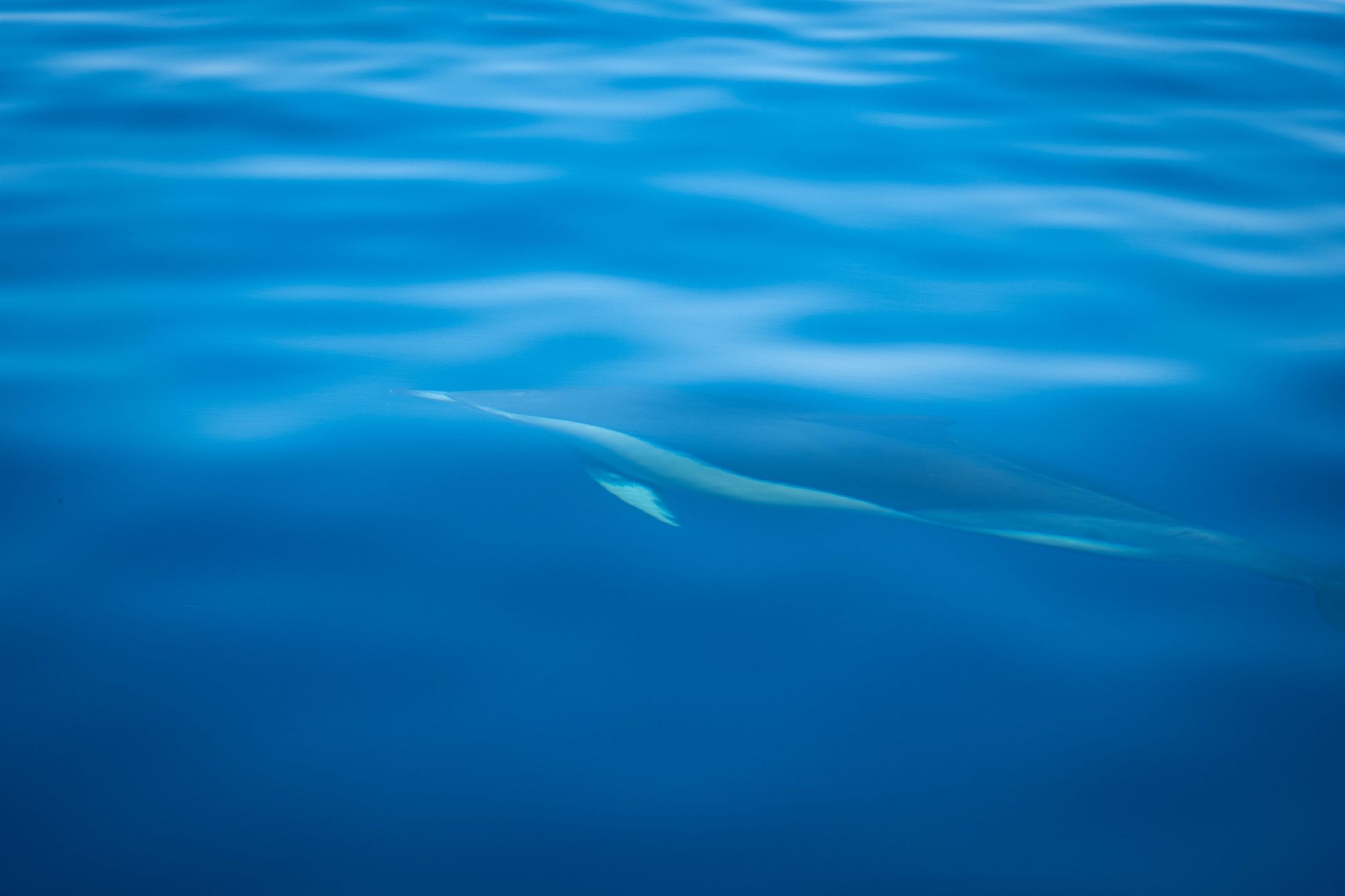 The narwhal's spiraled tusk is actually an inside-out canine tooth packed with roughly 10 million nerve endings, and field studies in Nunavut have filmed the animals using it to stun Arctic cod with sharp downward strikes before swallowing them whole