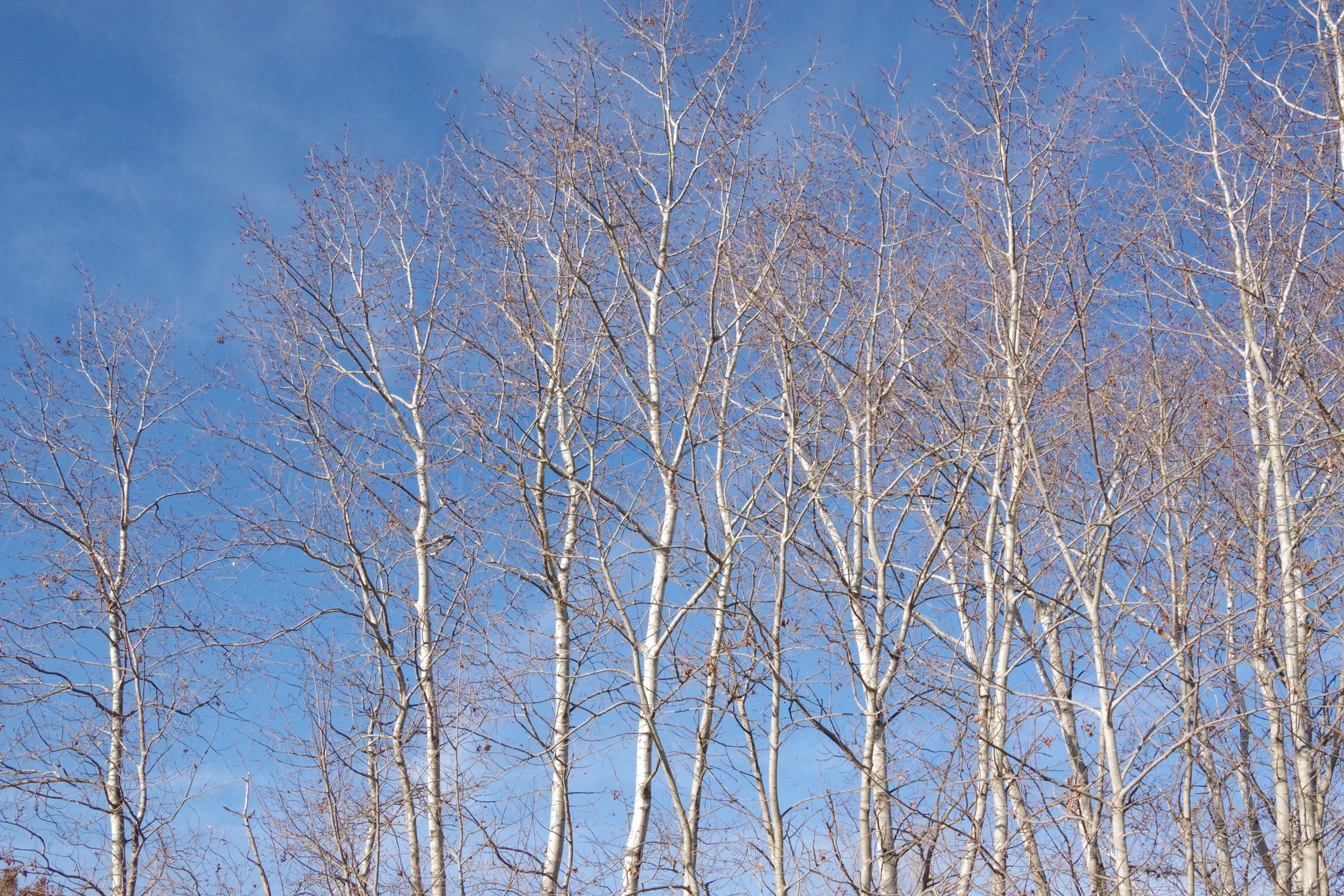 The Pando aspen grove in Utah looks like 47,000 separate trees, but every trunk is a genetically identical clone connected by a single underground root system weighing roughly 6,000 tons, making it possibly the heaviest living organism on Earth and at least 14,000 years old.
