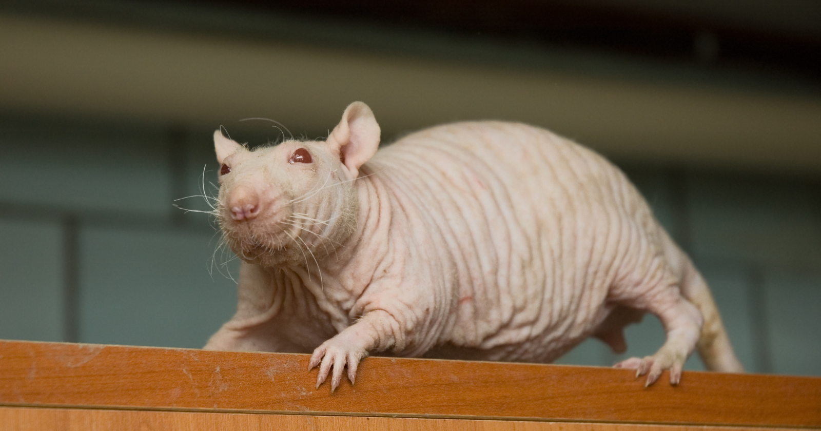 Naked mole-rats age so slowly, resist cancer so well and survive oxygen loss so strangely that researchers now study them as one of nature’s best clues to human ageing.