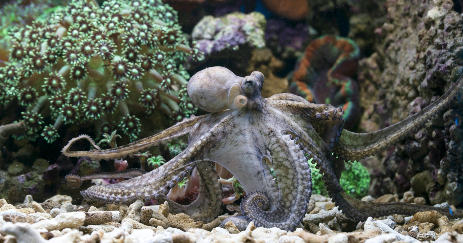 Octopuses have three hearts and blue blood that carries oxygen using a copper-based protein rather than iron, and because the heart that supplies the body stops beating whenever they swim, many bottom-dwelling octopuses tend to crawl along the seafloor instead of swimming for long stretches.