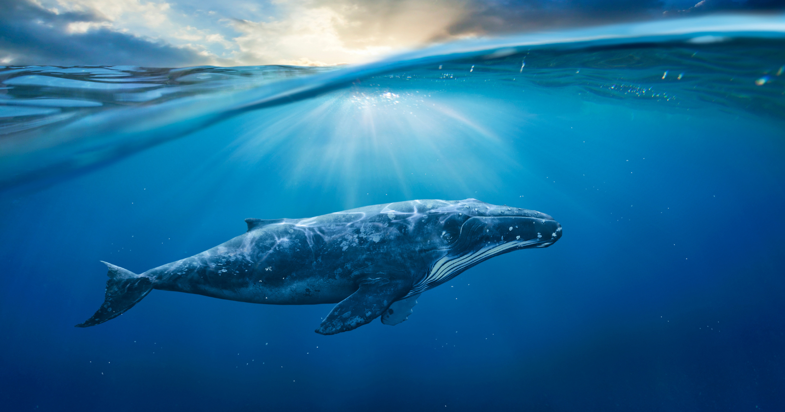 For decades, marine biologists have followed a lone whale in the North Pacific known as "52 Blue" because it sings at a frequency of 52 hertz — far higher than the great baleen whales it swims among — meaning that for its entire life it has been calling out into the dark in a voice that, as far as anyone knows, no other whale has ever answered