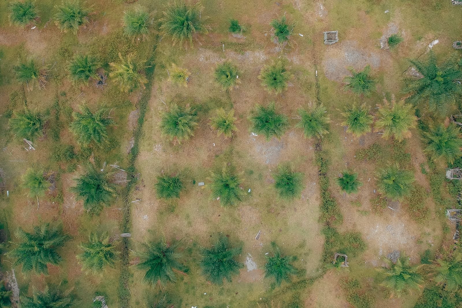 oil palm plantation aerial