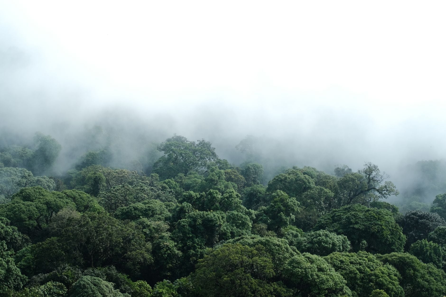 Two marsupial species once known to science only from fossils, and thought lost for more than 6,000 years, have been confirmed alive in the rainforests of New Guinea’s Vogelkop Peninsula — a discovery made possible by old museum specimens, rare field photographs, fossil fragments and the knowledge of Indigenous Tambrauw and Maybrat elders.