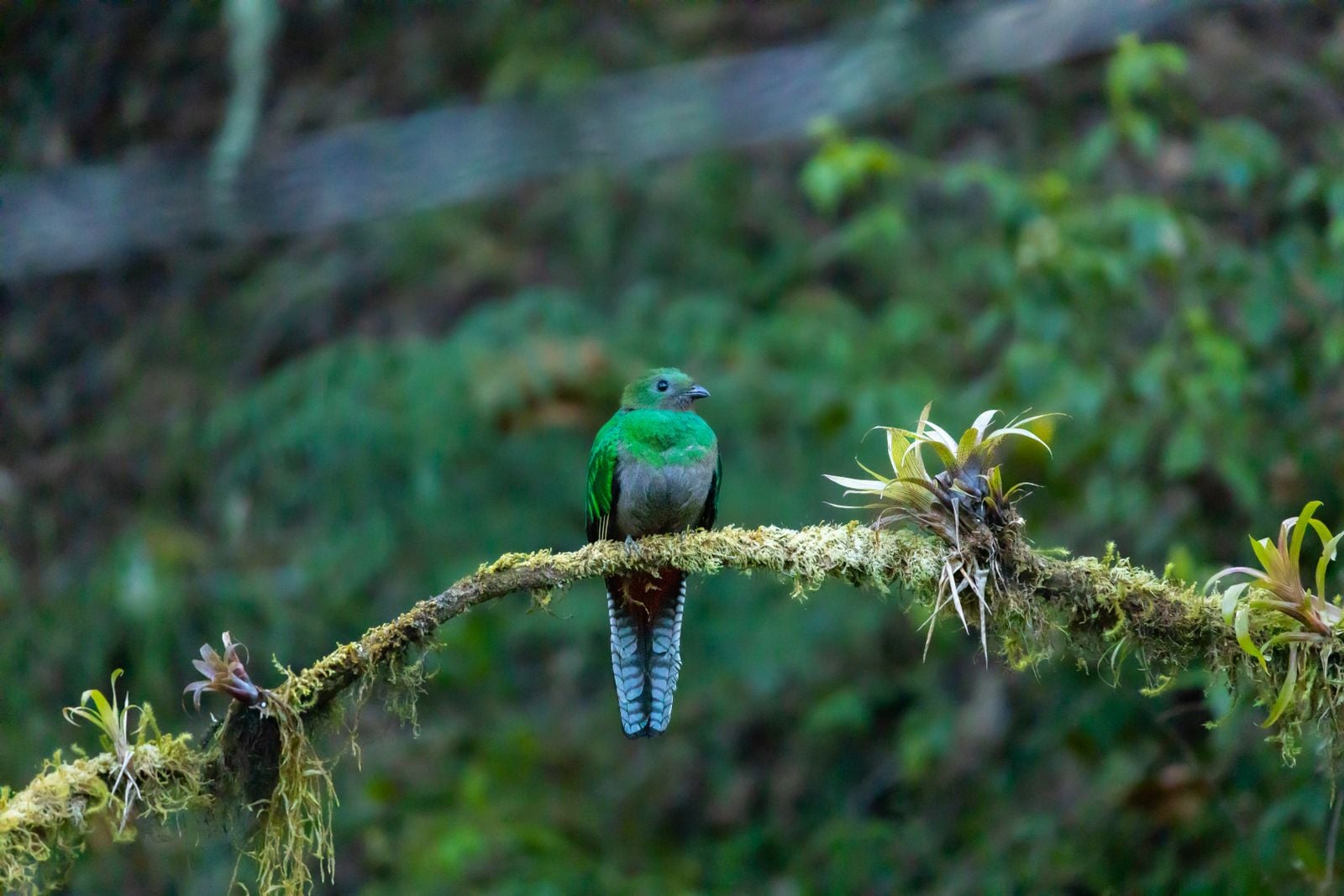 resplendent quetzal forest