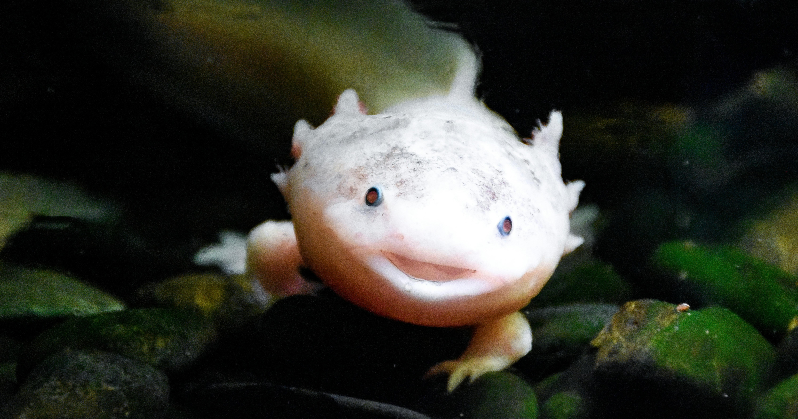 A blind, pale salamander in the caves of Slovenia can survive a decade without eating, may live past 100, and was once recorded staying in the exact same spot for seven years — locals call it the "human fish," and it barely moves because in total darkness there is nowhere worth going