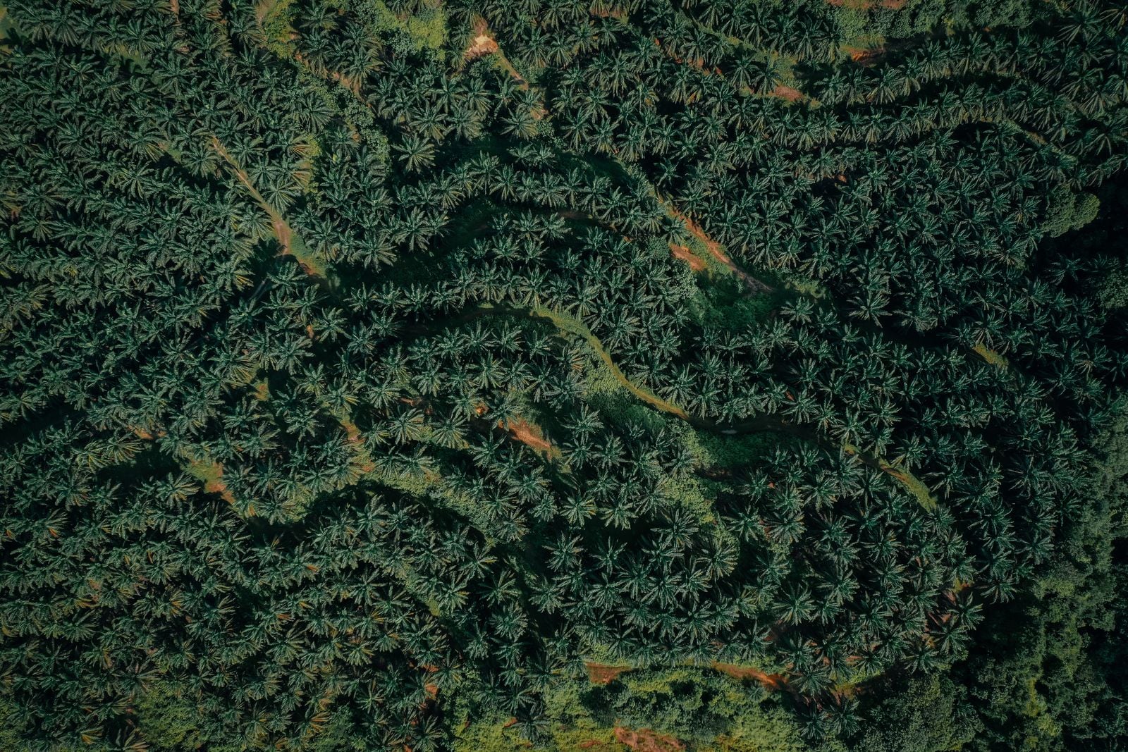 Satellites can now tell a palm oil plantation from native rainforest by the precise angle its fronds bend the sunlight, reading the near-perfect planted lattice against the chaos of wild canopy — and the European Union's 2023 deforestation regulation now leans on their ability to do exactly that