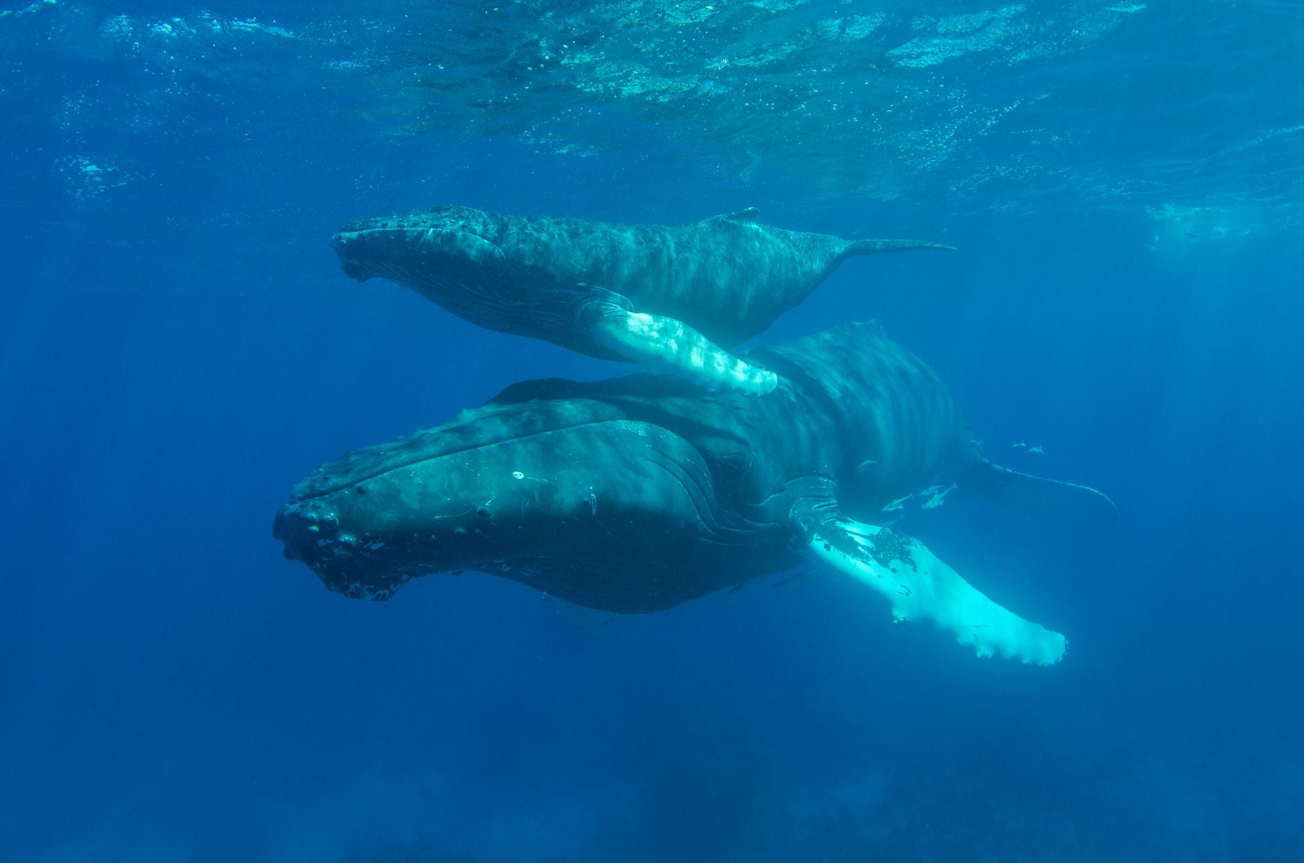 We assumed humpback whales had to reach warm tropical waters before giving birth, but a 2025 UNSW-led study found newborn calves as far south as Tasmania — around 1,500 kilometres beyond the accepted calving zone — suggesting some mothers give birth mid-migration and keep swimming north with their calves.