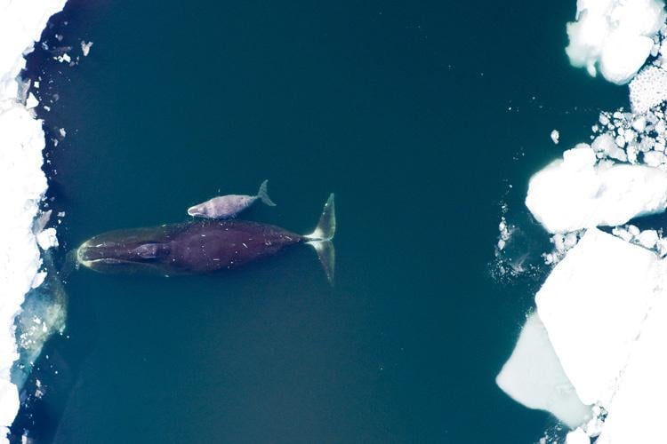 A bowhead whale can live for more than 200 years, yet it appears unusually resistant to cancer — and its genome carries genetic changes that may help explain why. Researchers have found signs of enhanced DNA repair in bowhead cells, turning one of the Arctic’s oldest mammals into a serious model for understanding aging itself.