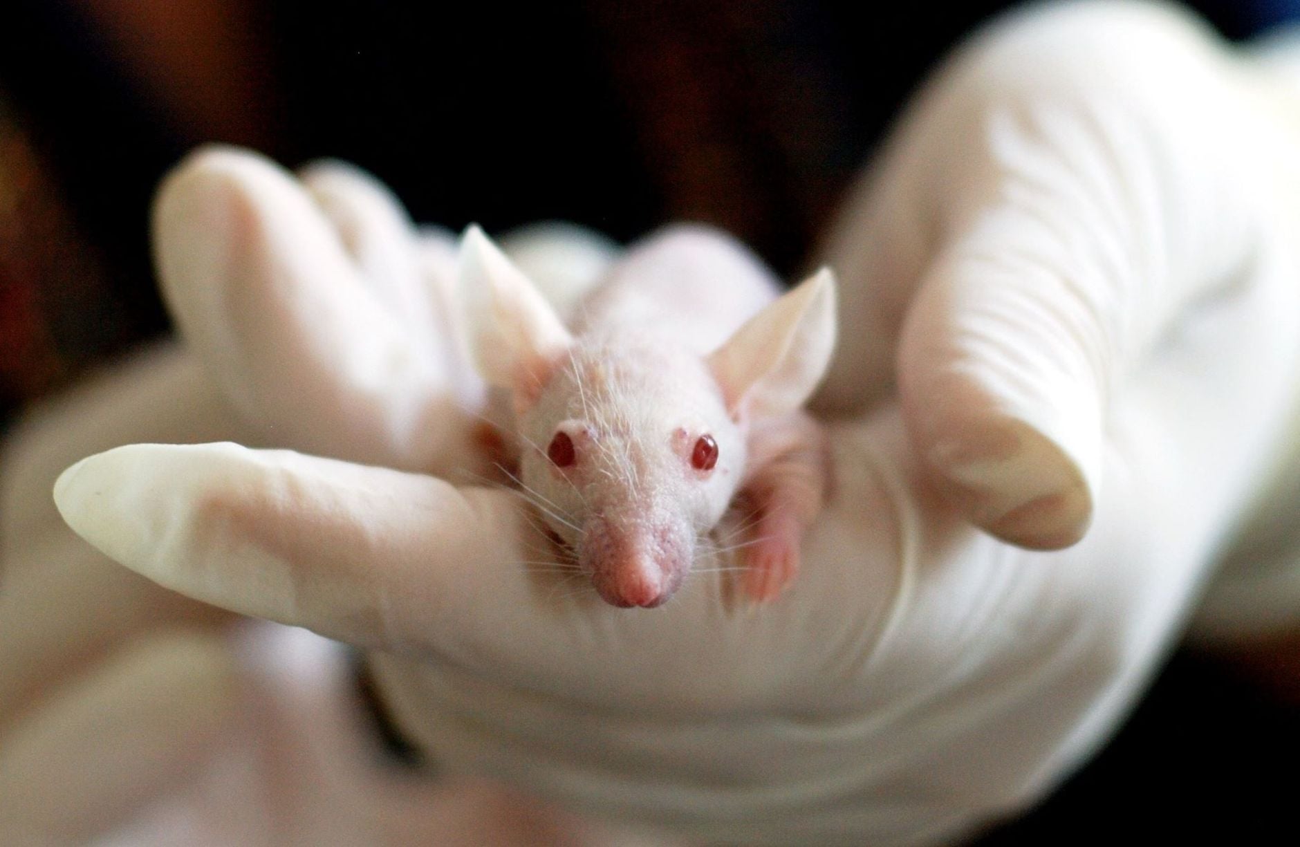 Scientists took one of the naked mole rat’s longevity tricks — a gene that helps it produce unusually protective hyaluronan — and put it into mice. The result: the mice lived longer, had less inflammation, and were more resistant to tumours.