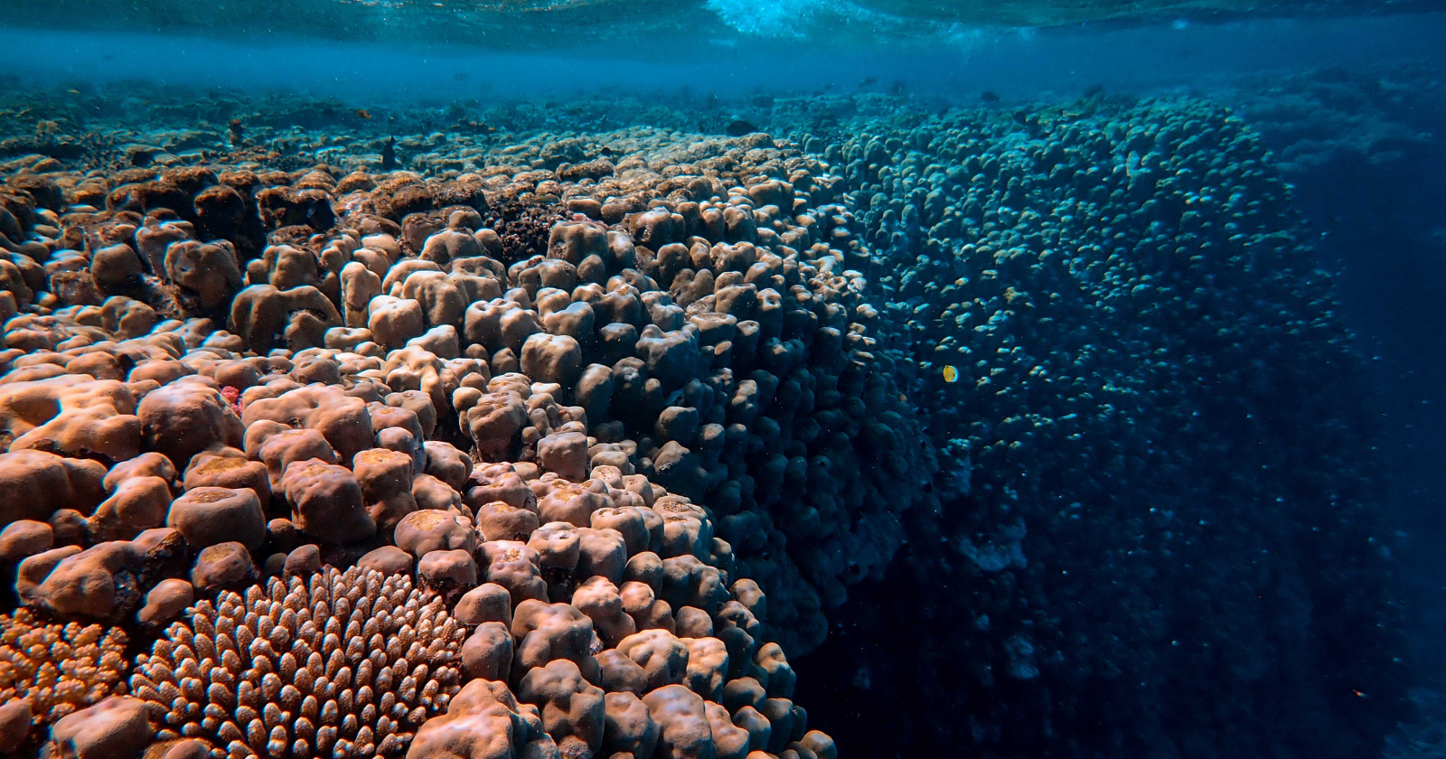 Apple-sized rocks four kilometres below the central Pacific Ocean contain more cobalt and manganese than all known land deposits combined, and mining companies are now racing to extract them from one of the least-explored ecosystems on Earth, where over 90 per cent of the local species are still undescribed.