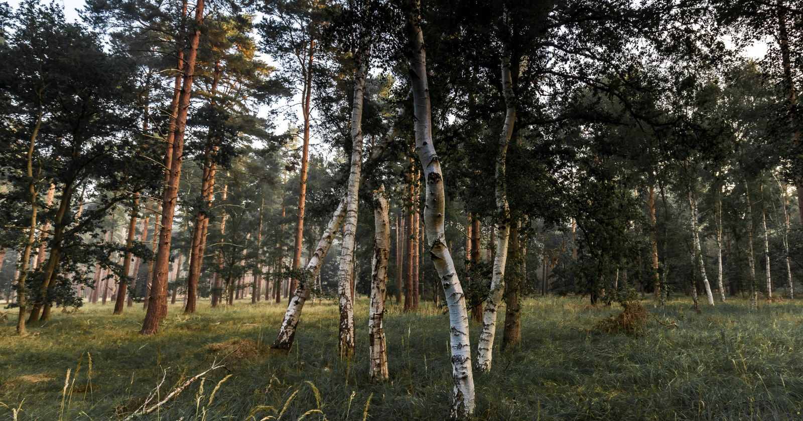 Approximately 10,000 years ago, teenagers in what is now western Sweden chewed wads of birch bark pitch and spat them out, and the saliva preserved in the wads contained enough human and microbial DNA that scientists have since sequenced the chewers' complete genomes, identified the food they had eaten that day, and detected the bacterial signature of their gum disease.