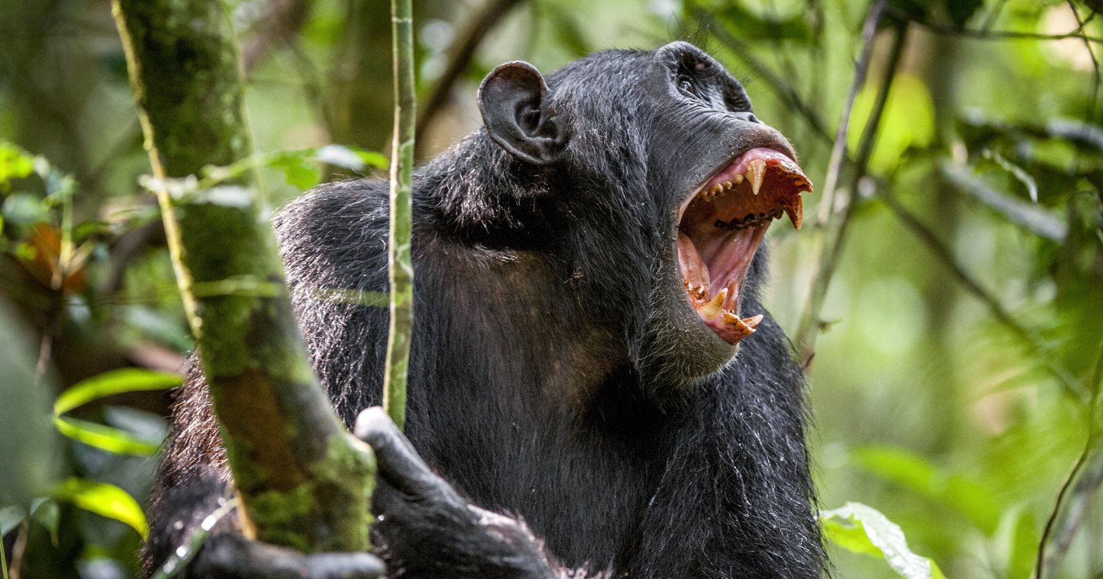 Chimpanzees at war for eight years in Uganda's Kibale National Park have, since 2018, systematically killed at least 28 members of their own former community in coordinated raids, in what a 2026 peer-reviewed paper in Science has described as only the second documented chimpanzee civil war in history, in a community that until 2015 had been the largest cohesive group of wild chimpanzees ever recorded