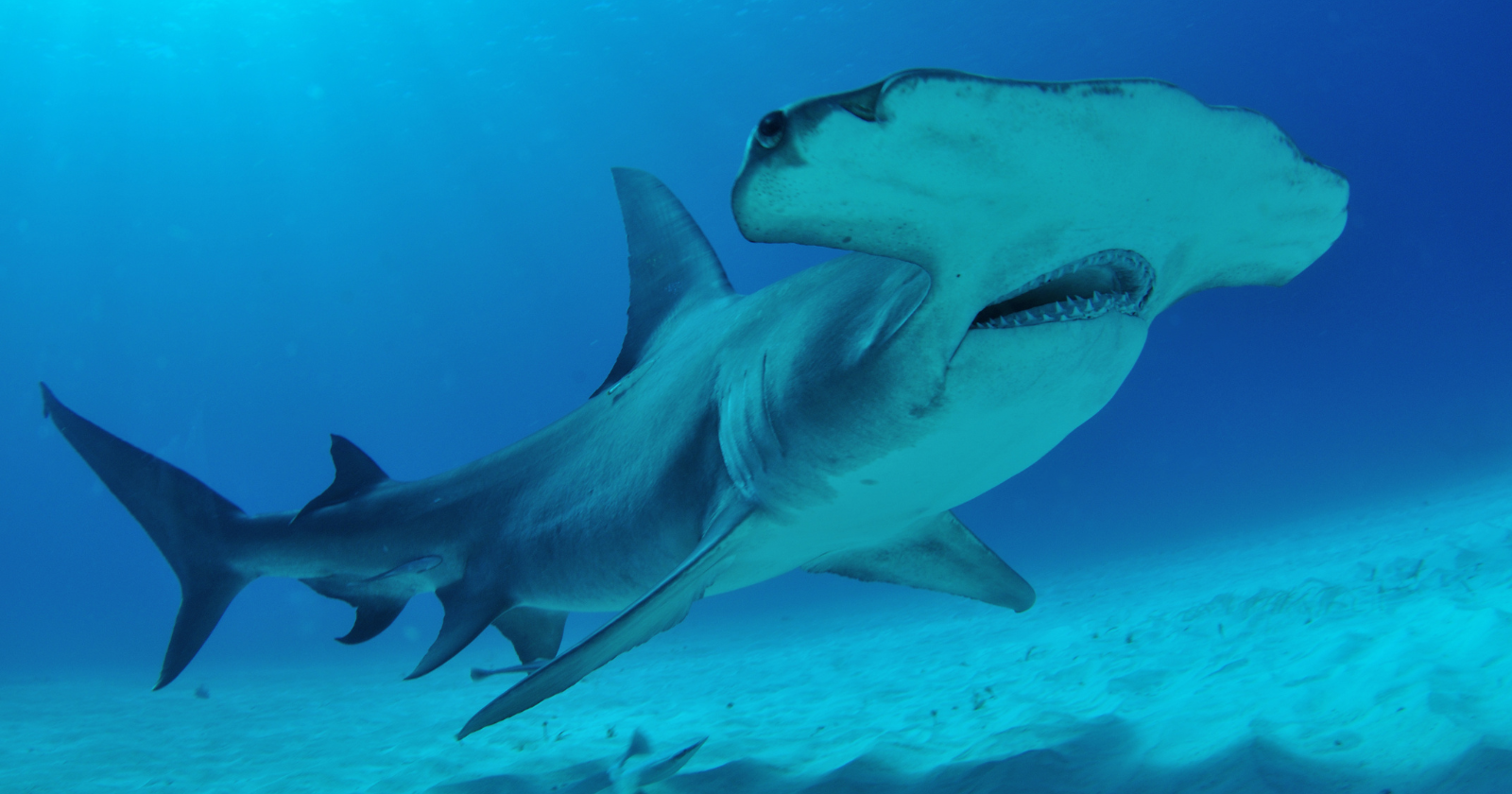 Two species of sharks, including hammerheads, live inside the active crater of an underwater volcano in the Solomon Islands that has erupted at least 39 times since 1939, in conditions of extreme acidity, elevated temperature, and frequent violent disturbance that the standard models of marine biology say should make the crater uninhabitable for large animals