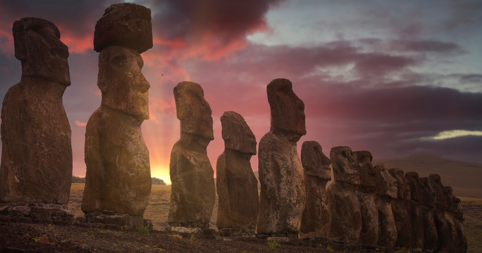 The giant stone statues of Easter Island, some weighing more than 80 tonnes and standing 10 metres tall, were moved kilometres across rough volcanic terrain by groups of 18 people pulling them upright with ropes, because the statues were specifically designed with a forward lean and a wide D-shaped base that turned every step of their transport into a controlled fall