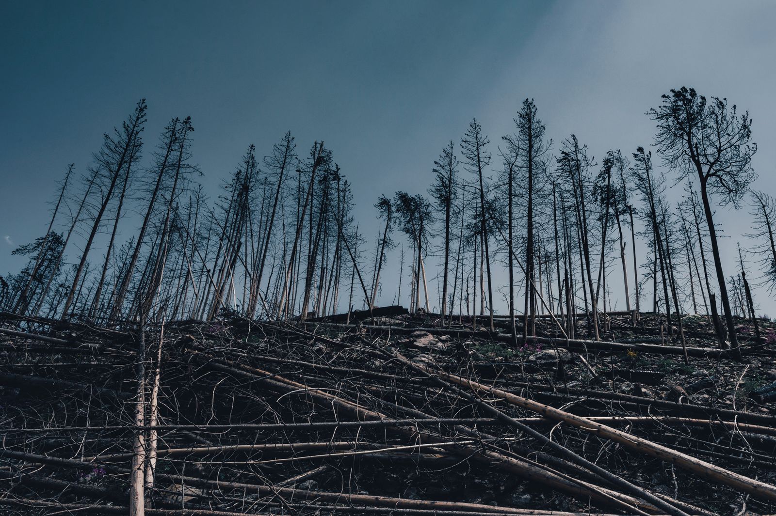 In 1908, something exploded above the remote Siberian forest of Tunguska with enough force to flatten roughly 2,000 square kilometres of trees — and more than a century later, no impact crater has ever been found, because the object, probably a small asteroid, appears to have blown itself apart in the atmosphere.