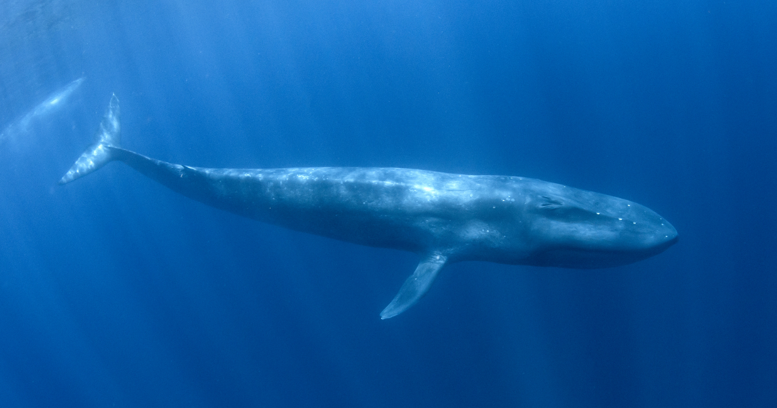 A blue whale has the largest heart of any animal, but the first recording ever made of one beating revealed something stranger than its size: on a deep foraging dive the heart can slow to as few as 2 beats a minute, then race back toward 37 the instant the whale surfaces to breathe