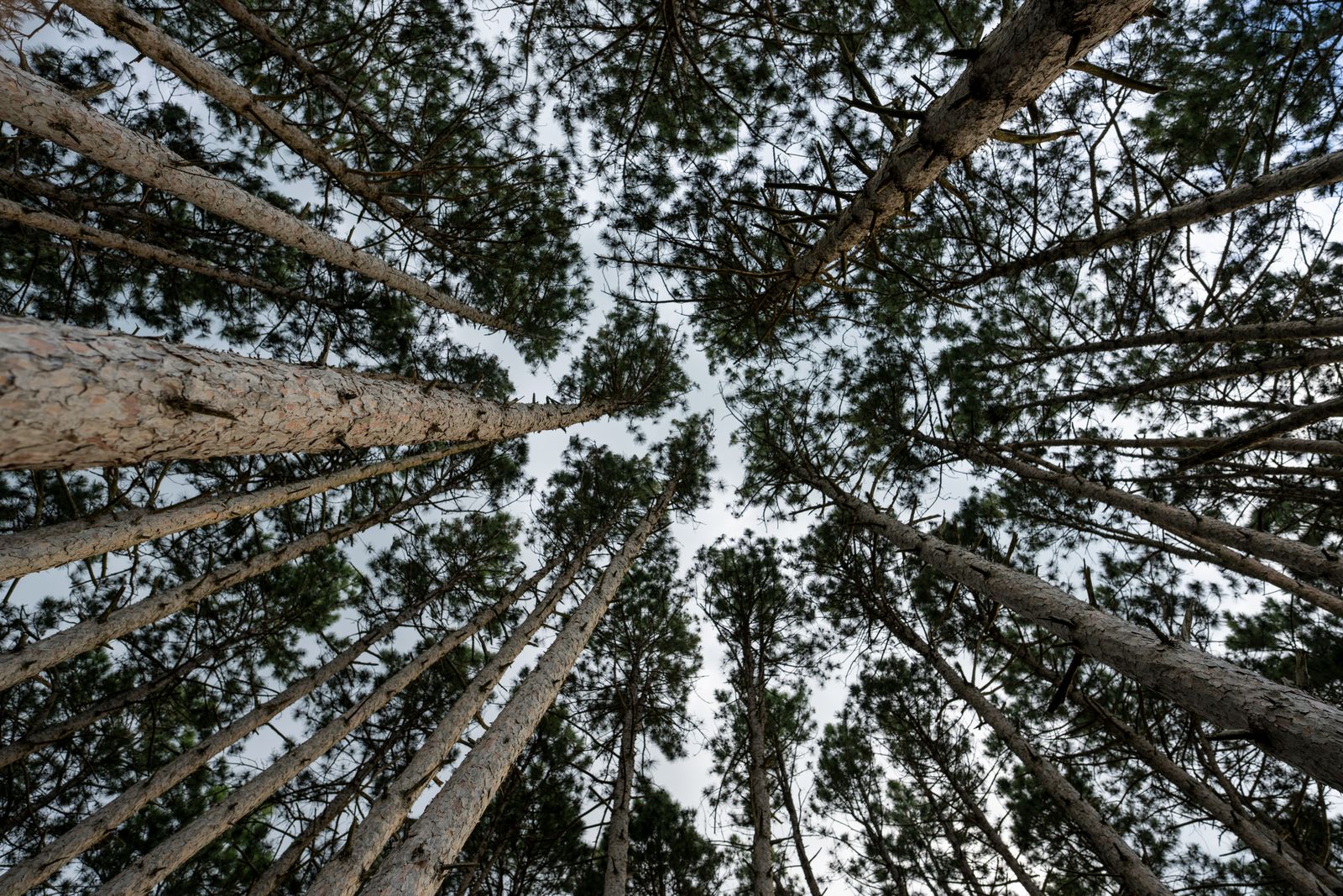 Wollemi pine canopy