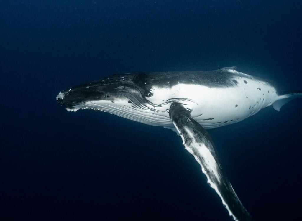 The Mystery of the 52-Hertz Whale: The Loneliest Whale in the World