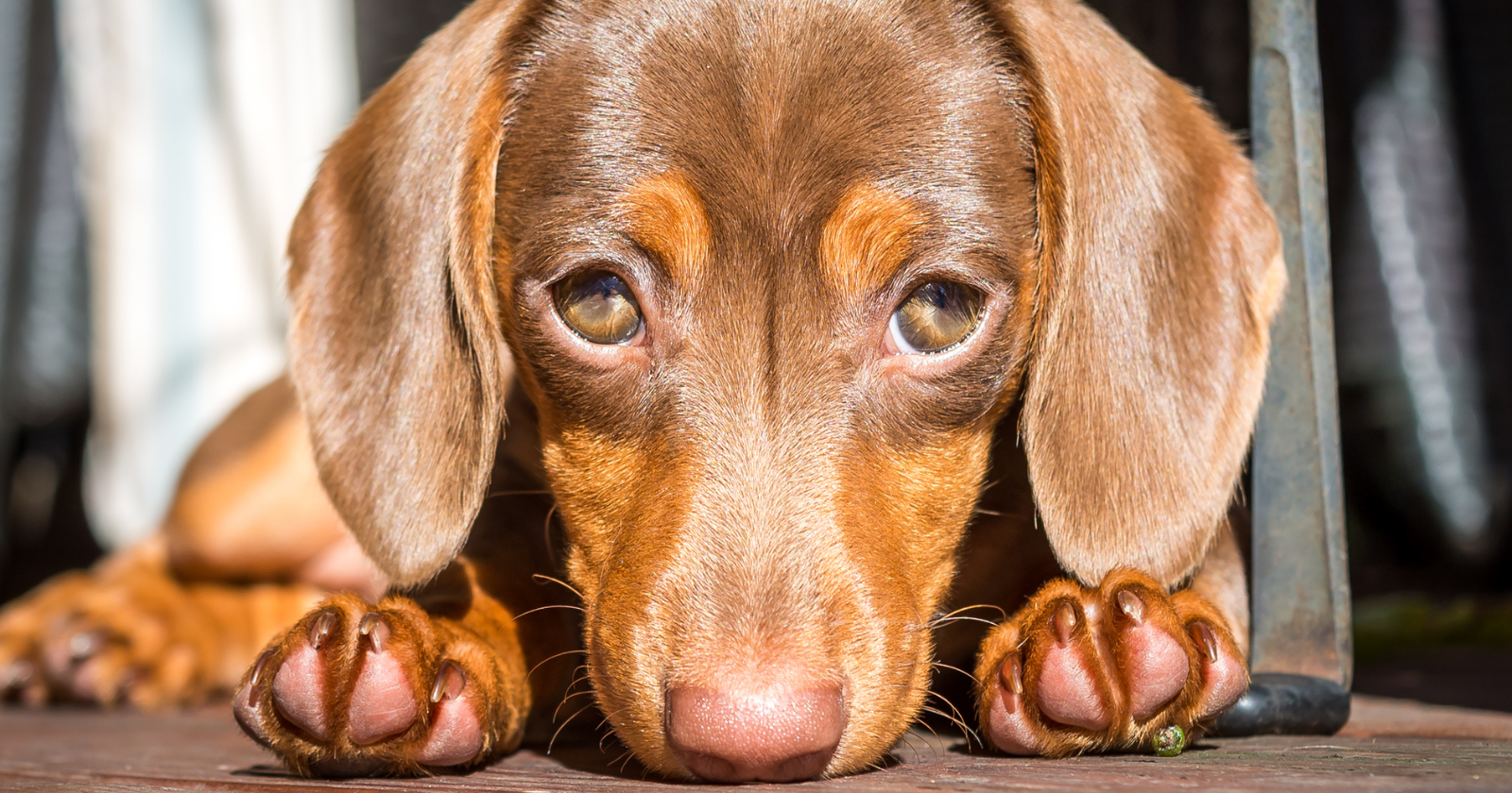 When a human and a dog gaze into each other's eyes, both of them release oxytocin — the same hormone released between a human mother and her infant during nursing — and Japanese researchers reported in 2015 that this cross-species chemical feedback loop appears to be unique to dogs and their humans and does not occur in wolves