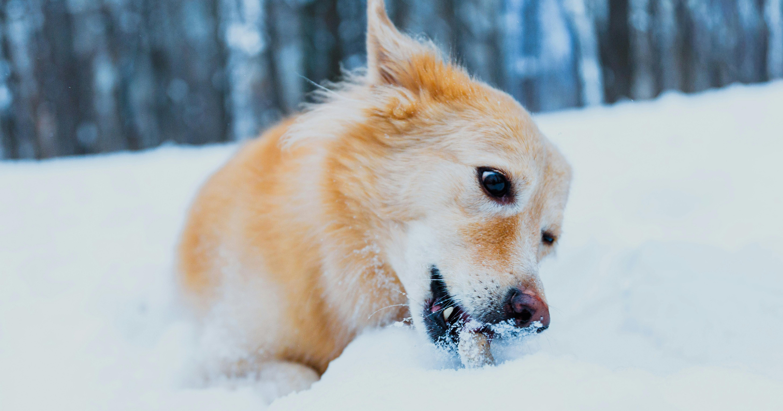 14,000 years ago, at the end of the last Ice Age, a group of hunter-gatherers in Germany nursed a seriously ill puppy for weeks before it died — and when it did, they buried it in the same grave as two of their own, the oldest verified evidence of a bond between humans and dogs