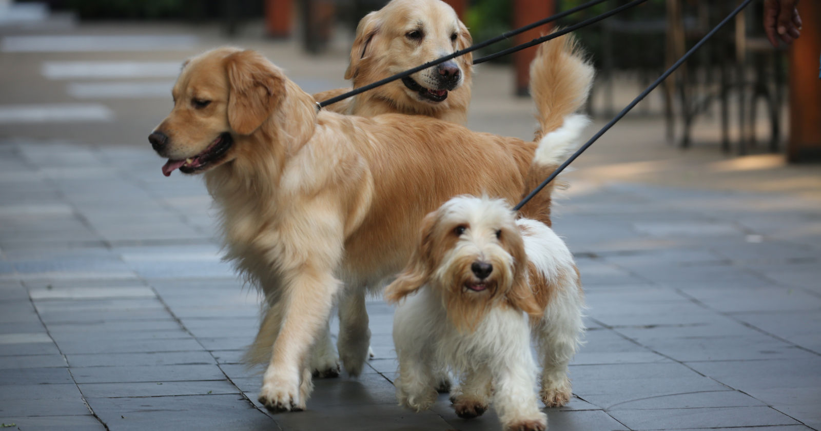 In 2014, a neuroscientist named Gregory Berns trained a group of dogs to lie completely still inside a functional MRI scanner and measured what happened in their brains when they smelled their owners — and the reward centers of the dogs' brains lit up more brightly for their owners than for any other scent, including the scent of other dogs in their own households