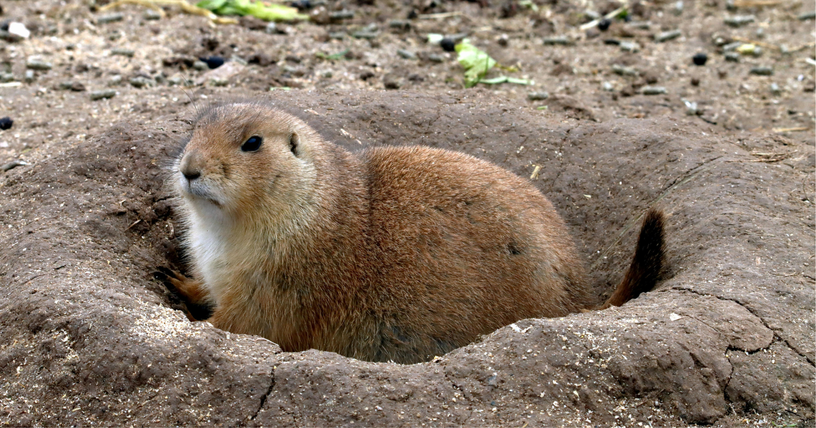 Prairie dogs don't just warn their colony that a predator is near. Their alarm calls seem to encode what kind of animal is coming, and in some experiments its colour, size, and how fast it moves — all from a rodent's squeak